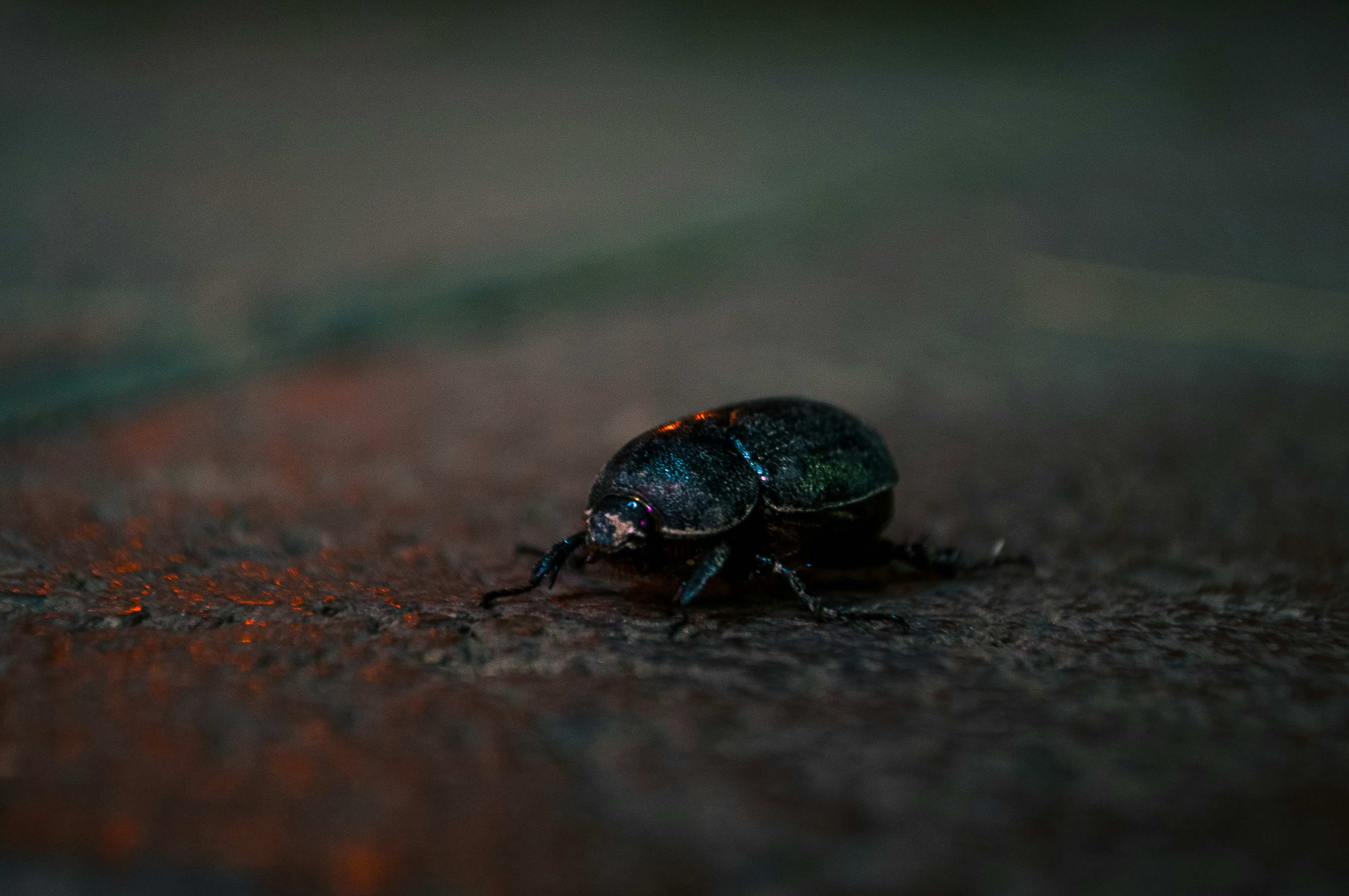 Cómo el próximo eclipse solar total alterará el comportamiento de los insectos