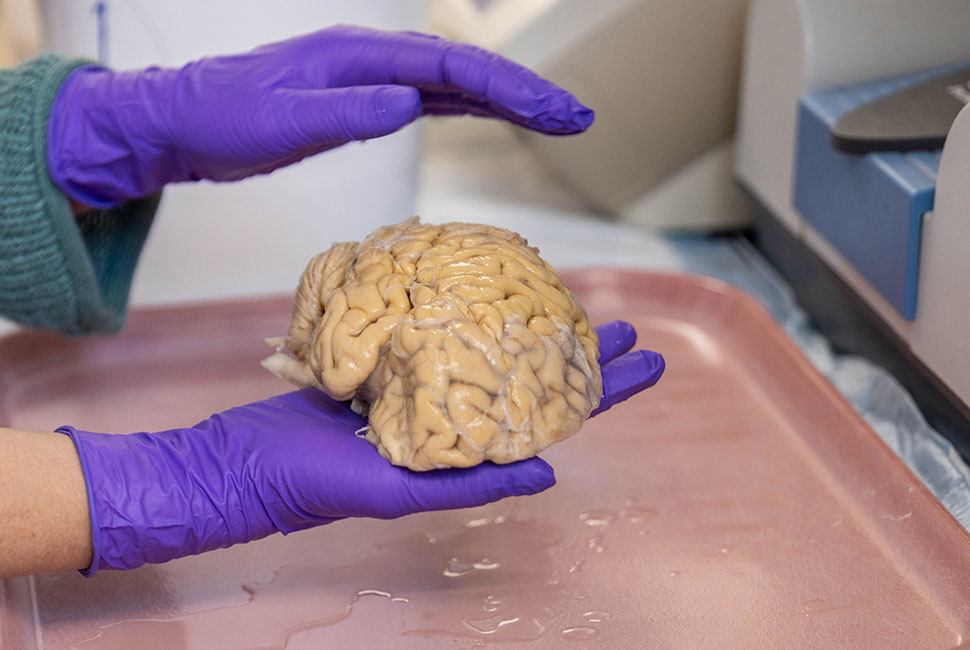 Cómo llegar a los 80 años con un cerebro de 50: los ‘superagers’ desafían al envejecimiento