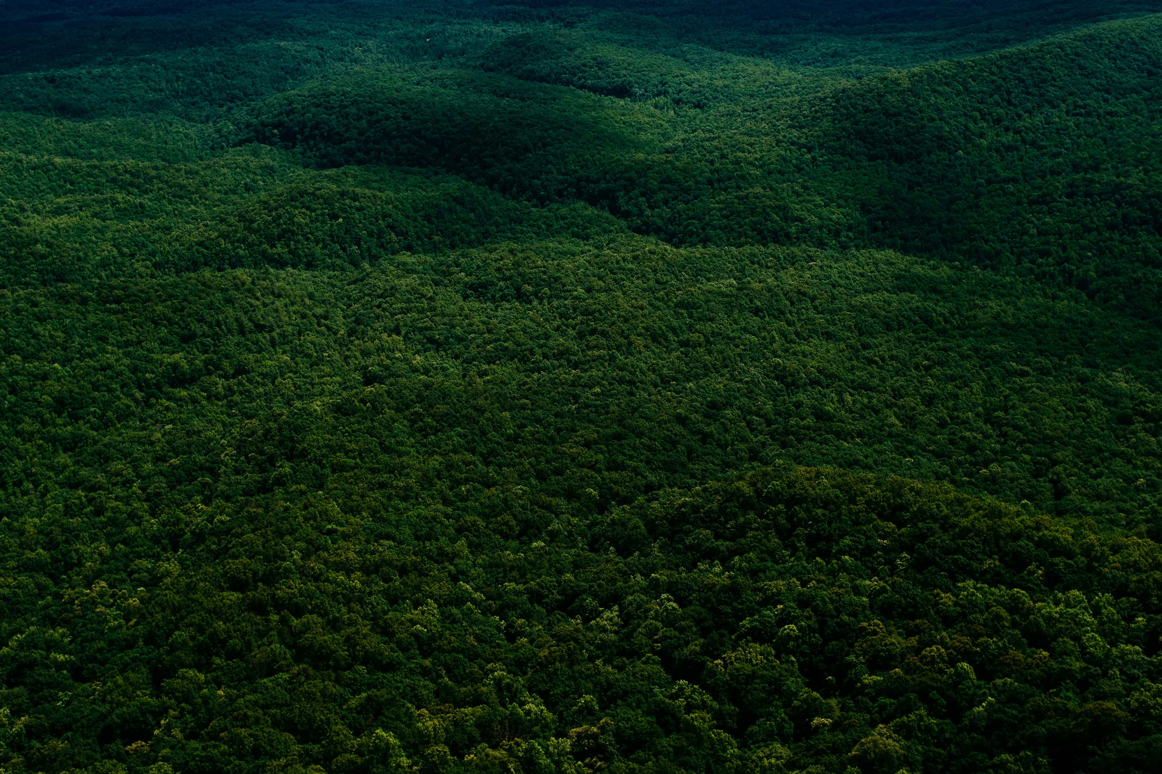 ¿Cómo sobrevivieron las plantas primitivas a la extinción más masiva de la Tierra? 