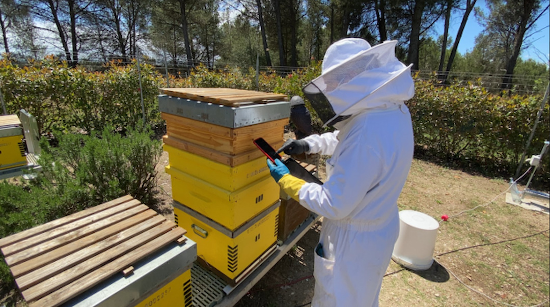 Confirman el papel de la avispa asiática en el declive de las abejas