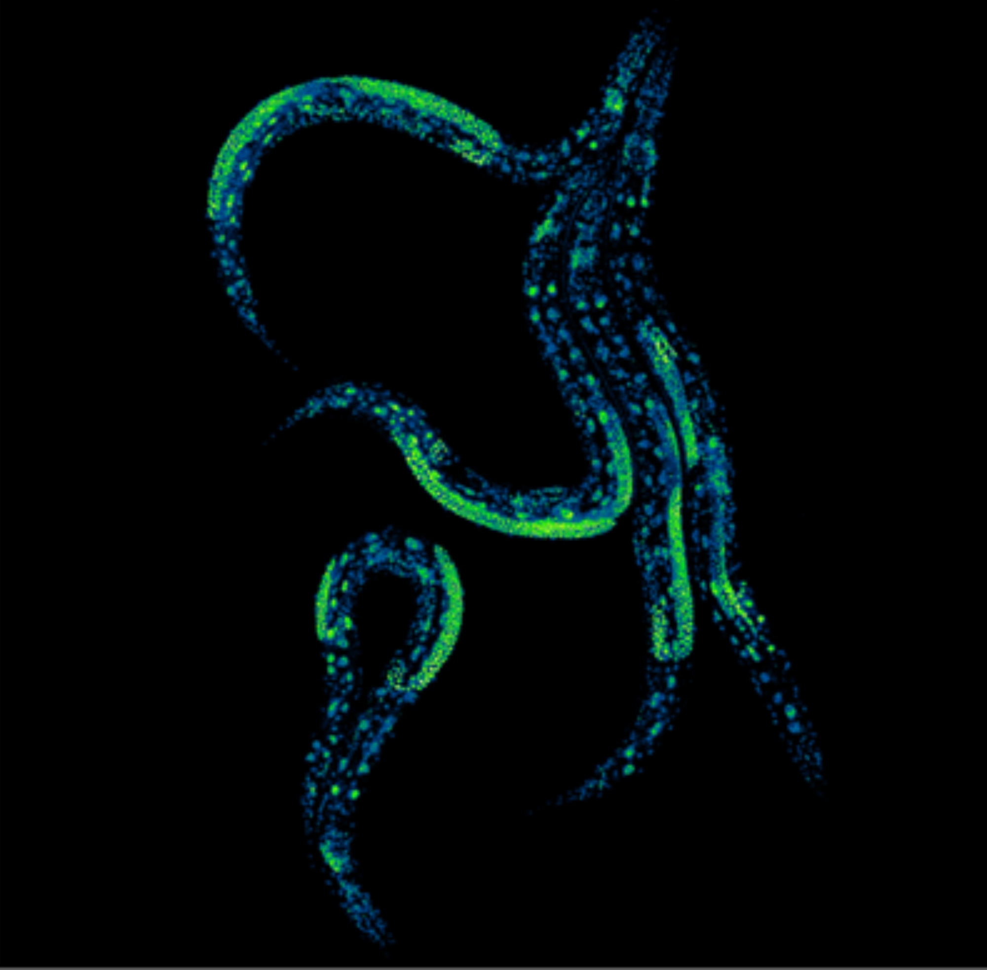 Crean una técnica que permite controlar los niveles de proteínas de un animal vivo