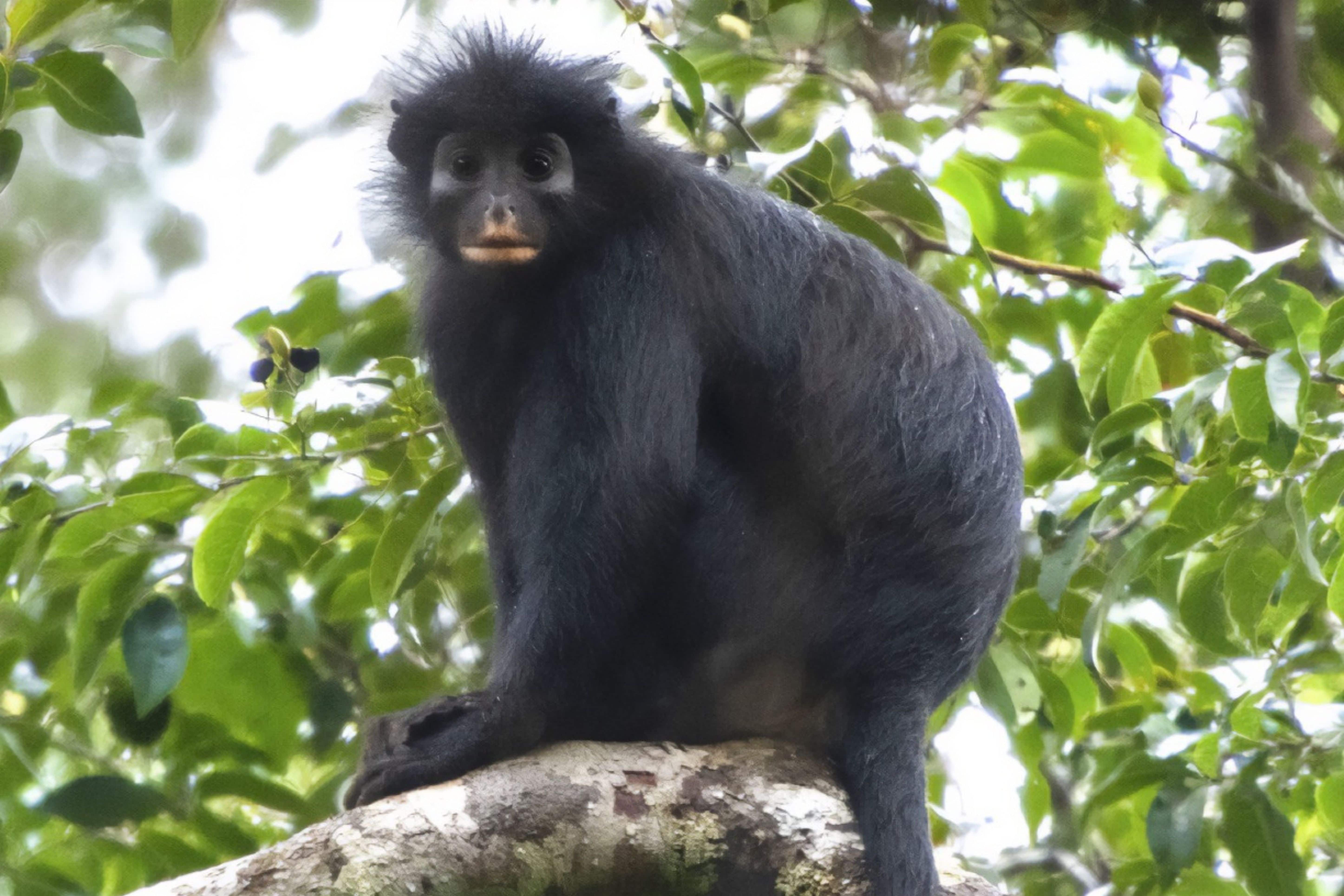 Descubren una sorprendente nueva especie de mono africano en lo profundo de la selva del Congo