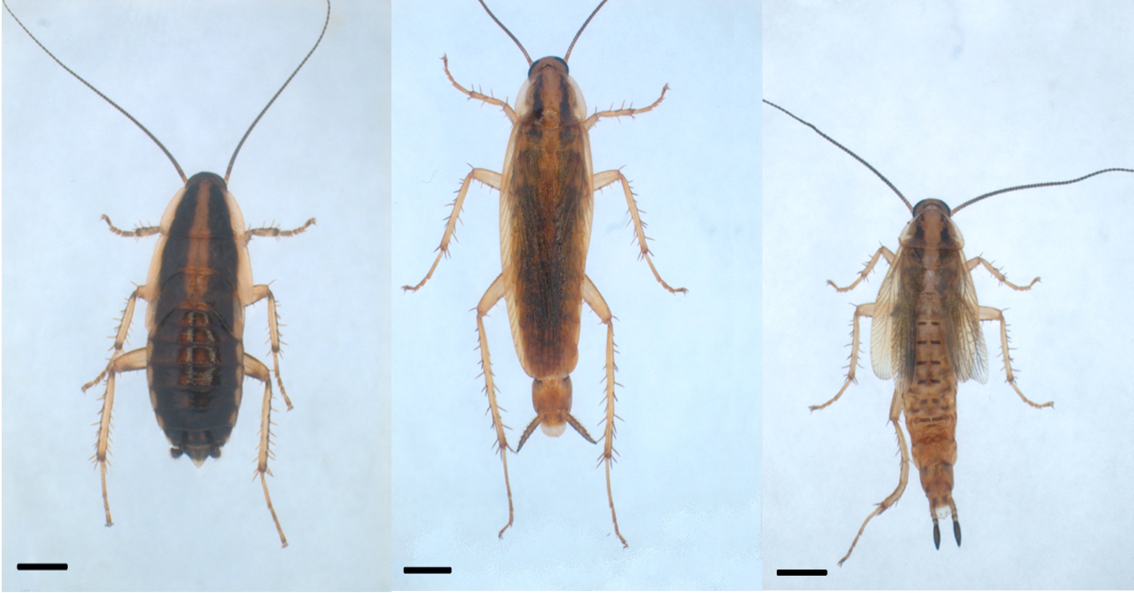 Desvelan el mecanismo de genes clave en la regulación de la metamorfosis de los insectos