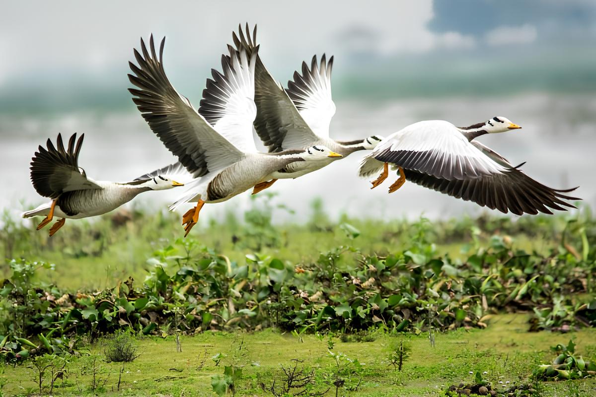 El 45 % de las aves migratorias está en declive y una de cada nueve se encuentra amenazada de extinción