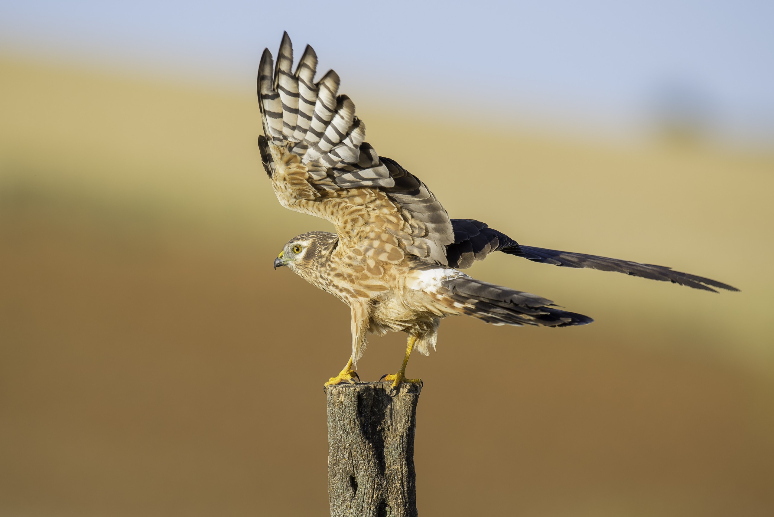 El aguilucho cenizo podría perder más de la mitad de su población en España en las próximas dos décadas 