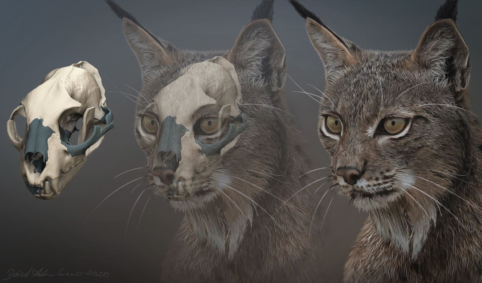El amenazado lince ibérico habitó en Italia hasta hace 40.000 años El amenazado lince ibérico habitó en Italia hasta hace 40.000 años