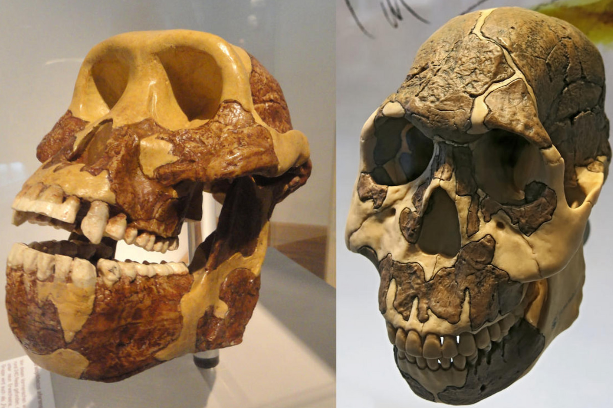 El cambio de dieta se adelantó a la evolución de los dientes