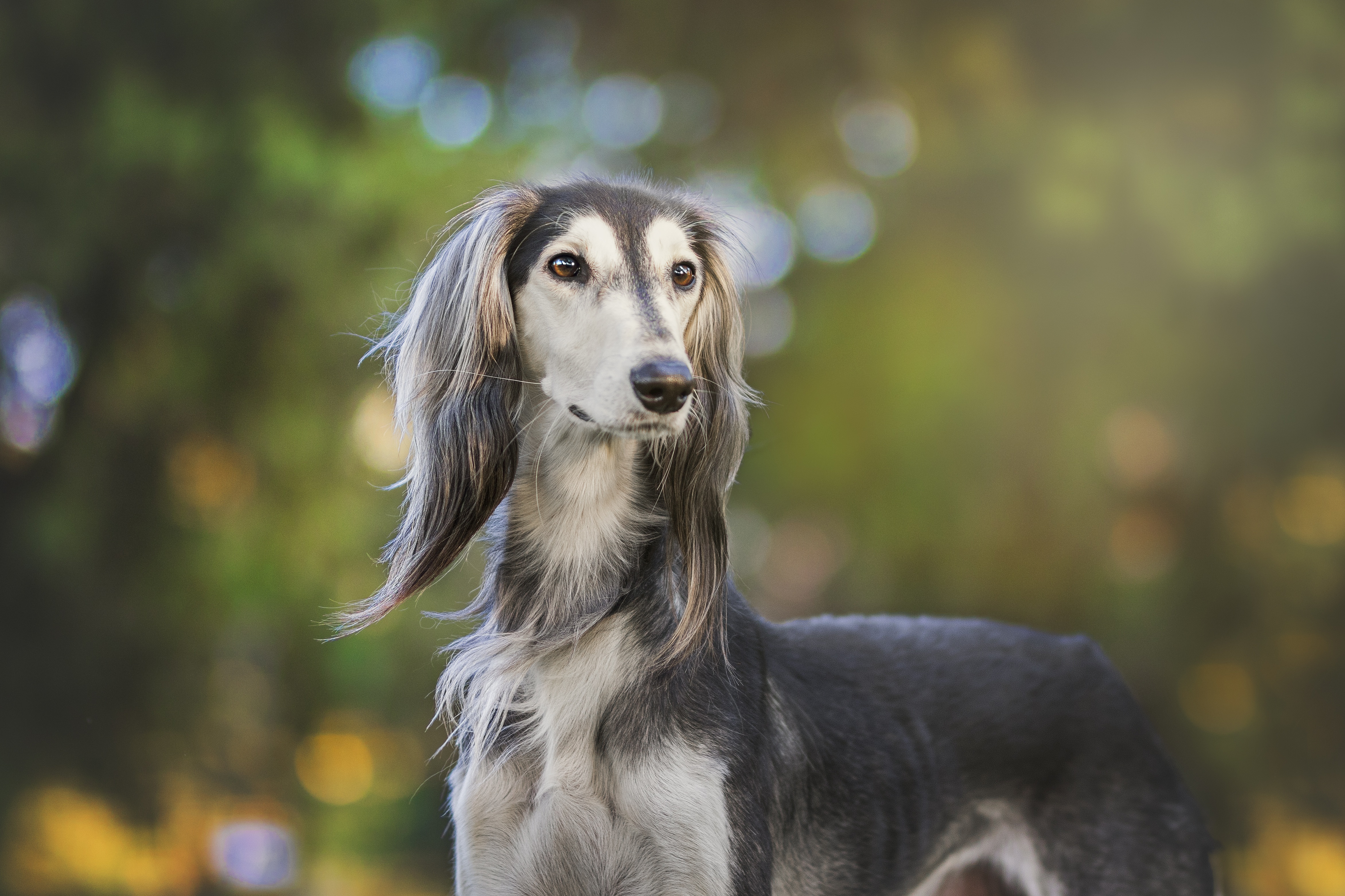 El habla moldea el cerebro de los perros