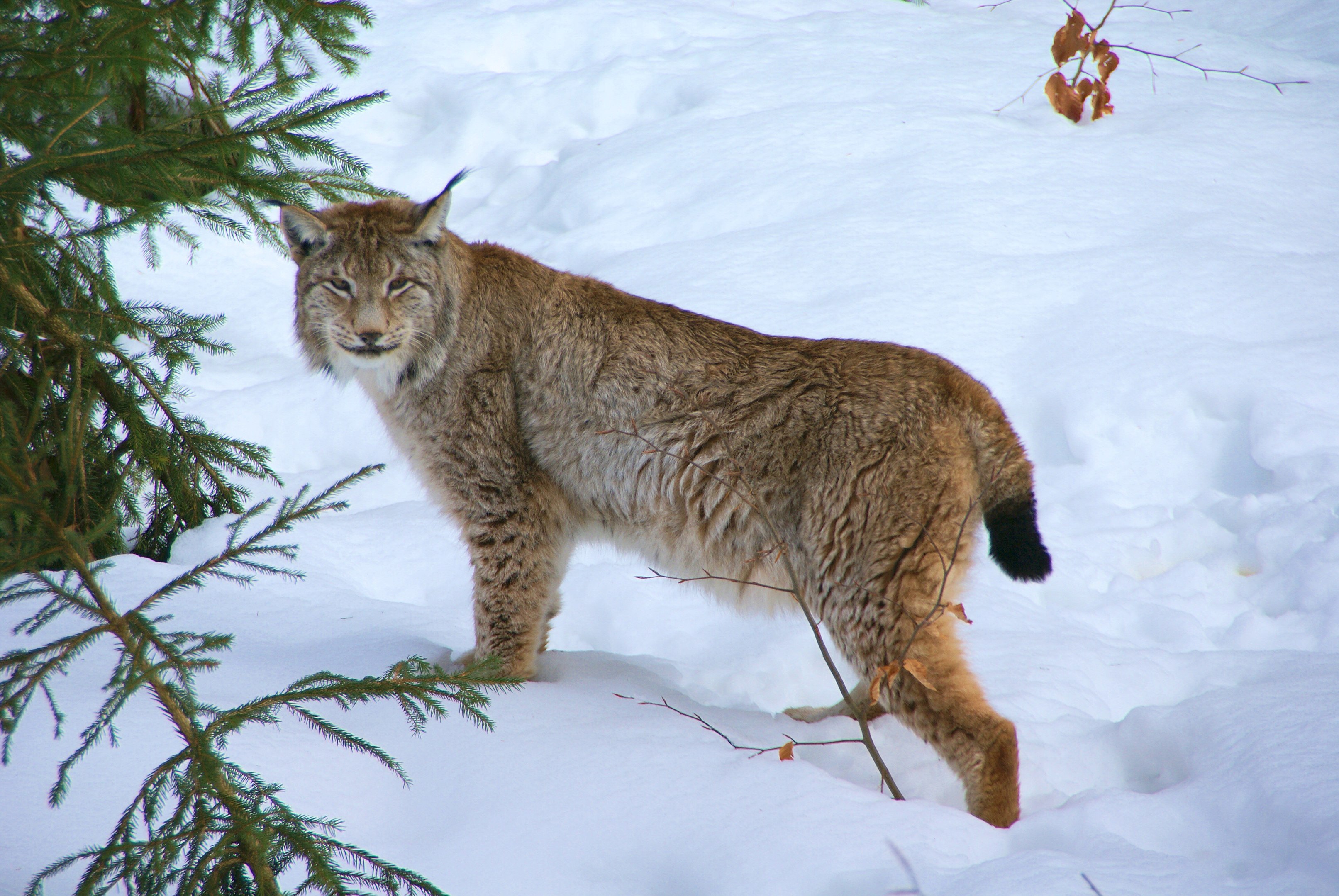 El impacto humano contribuyó al declive del lince boreal desde la última glaciación