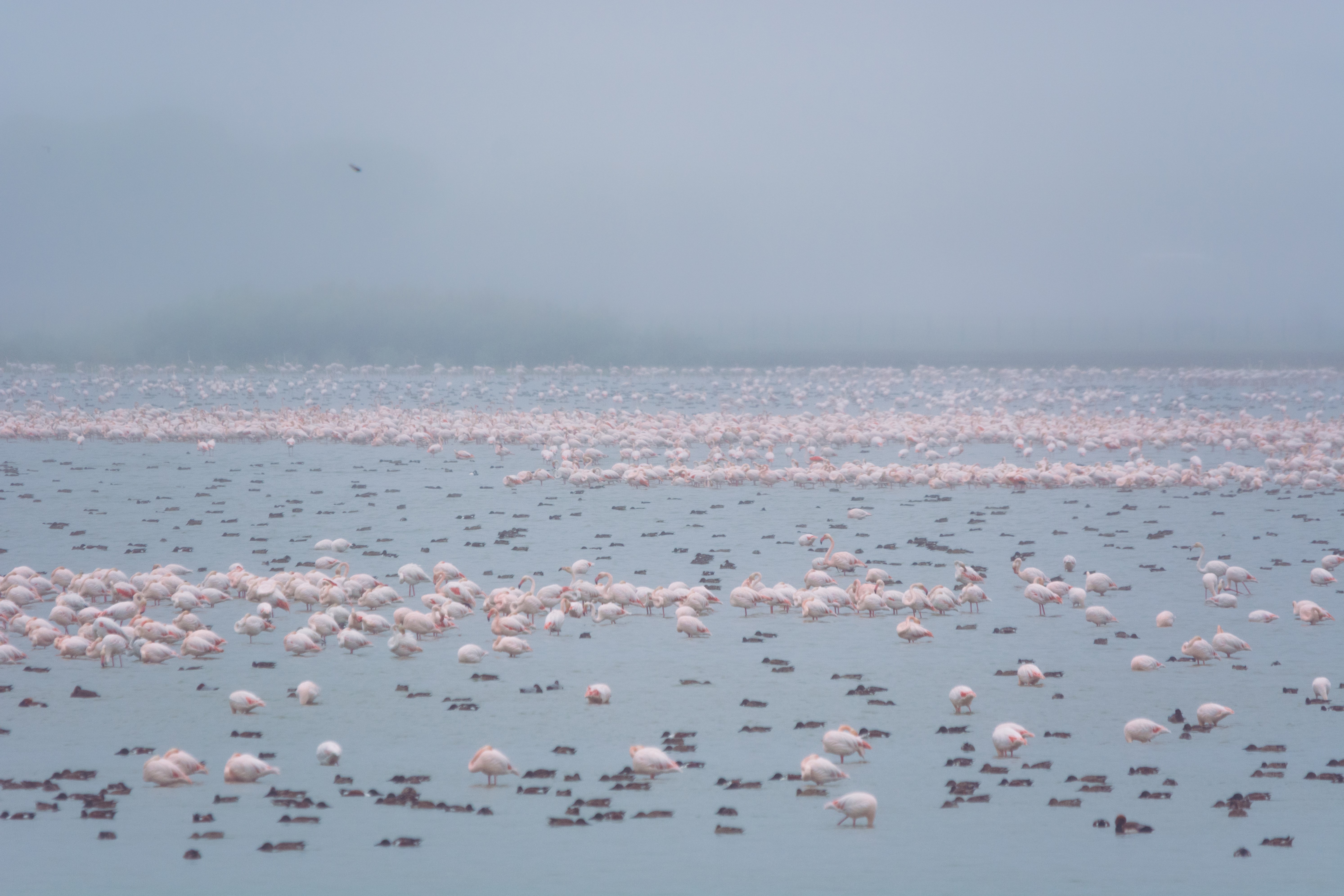 El mal estado de Doñana afecta negativamente a las aves acuáticas de toda Europa