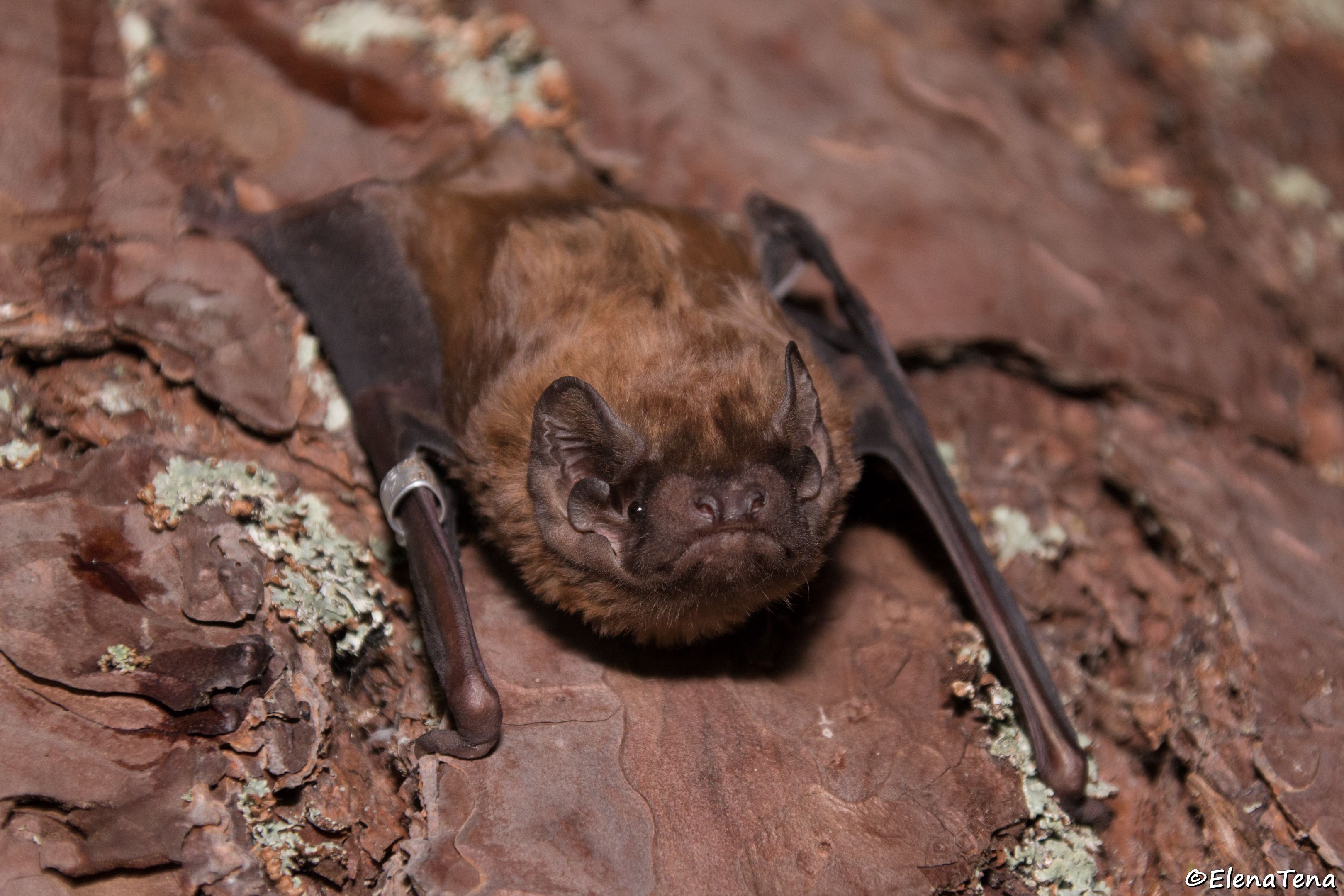 El murciélago más grande de Europa puede cazar y consumir aves en pleno vuelo