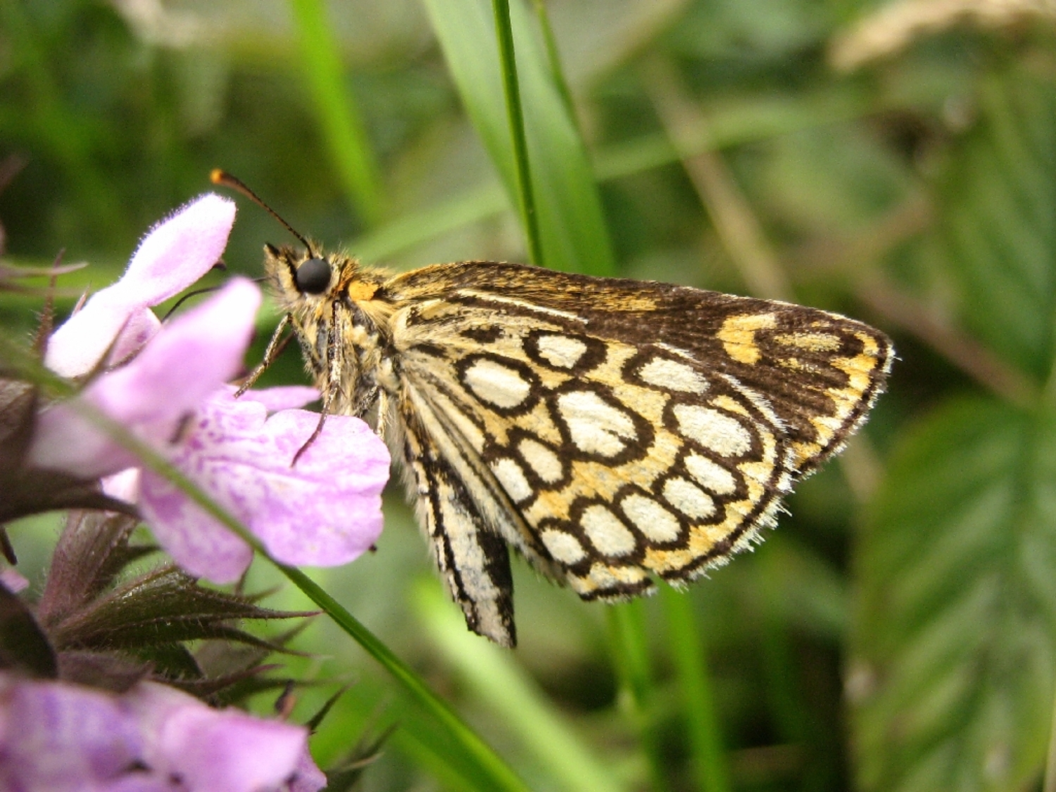 El proyecto Psyche sitúa las mariposas a la vanguardia de la genómica de la biodiversidad
