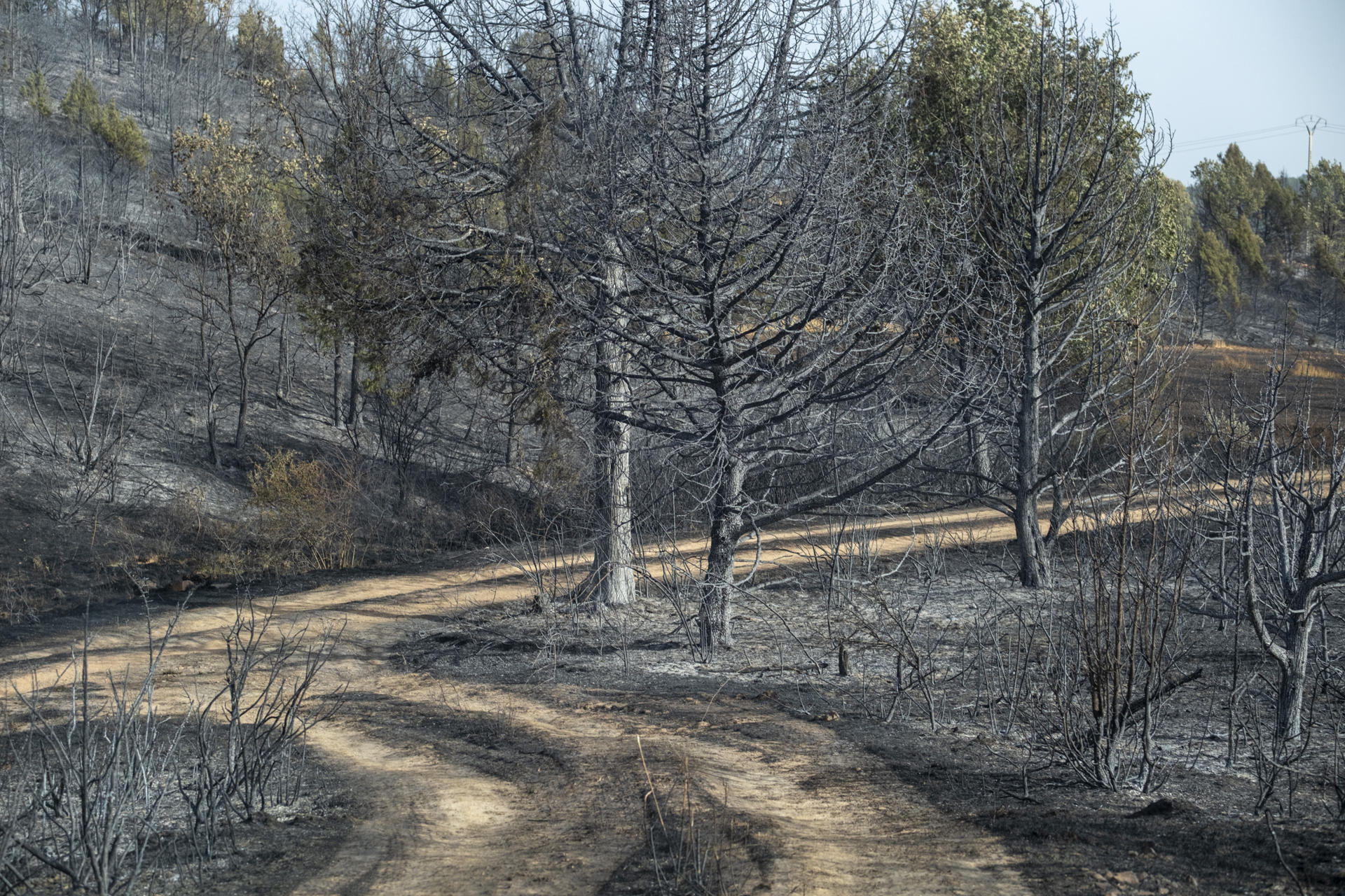España se convierte en el país de la UE con más superficie forestal quemada 