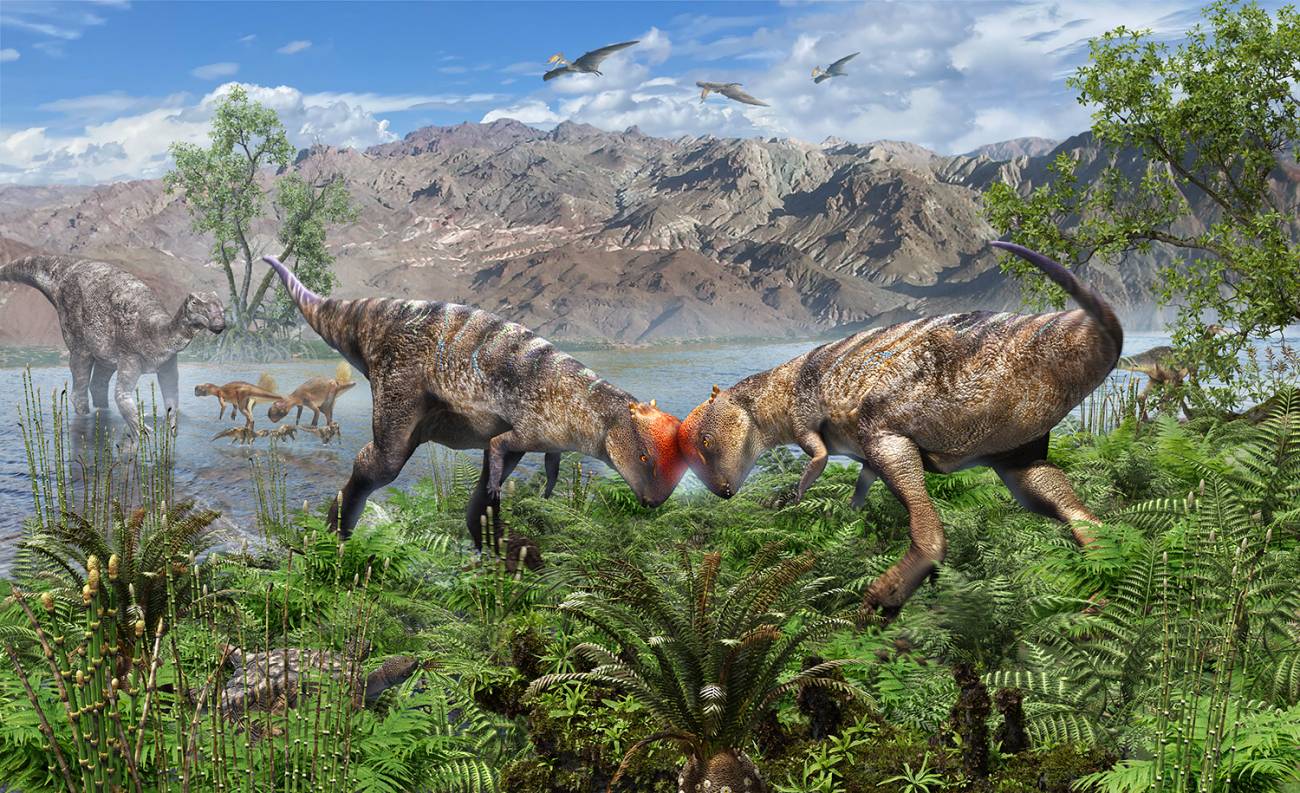 Hallan una nueva especie de paquicefalosaurio: un ‘adolescente’ con cabeza abovedada