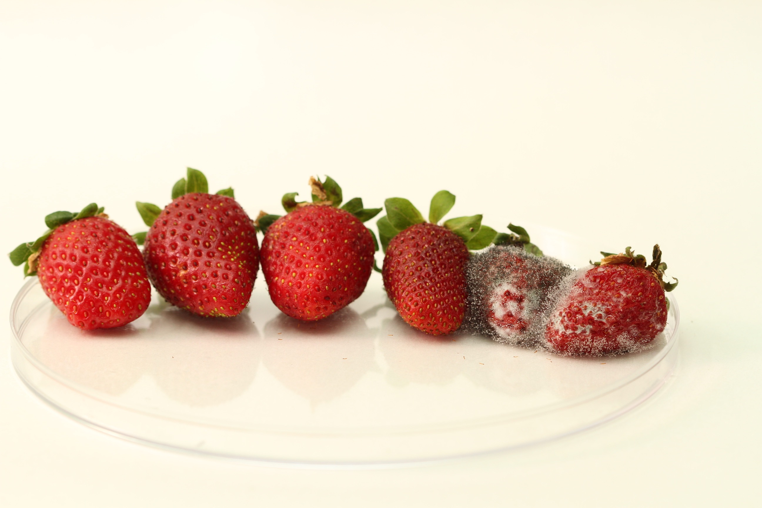 Identifican un gen que retrasa la maduración de las fresas