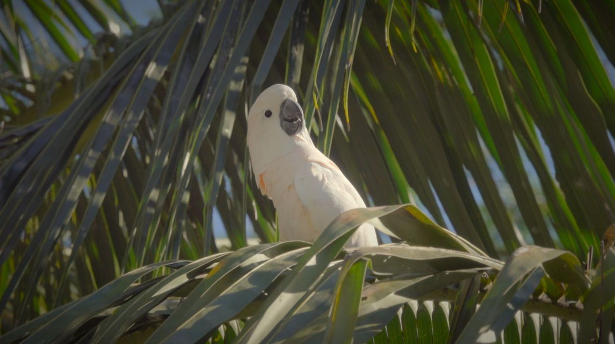 Indígenas colaboran en una medida de conservación para salvar a las cacatúas moluqueñas