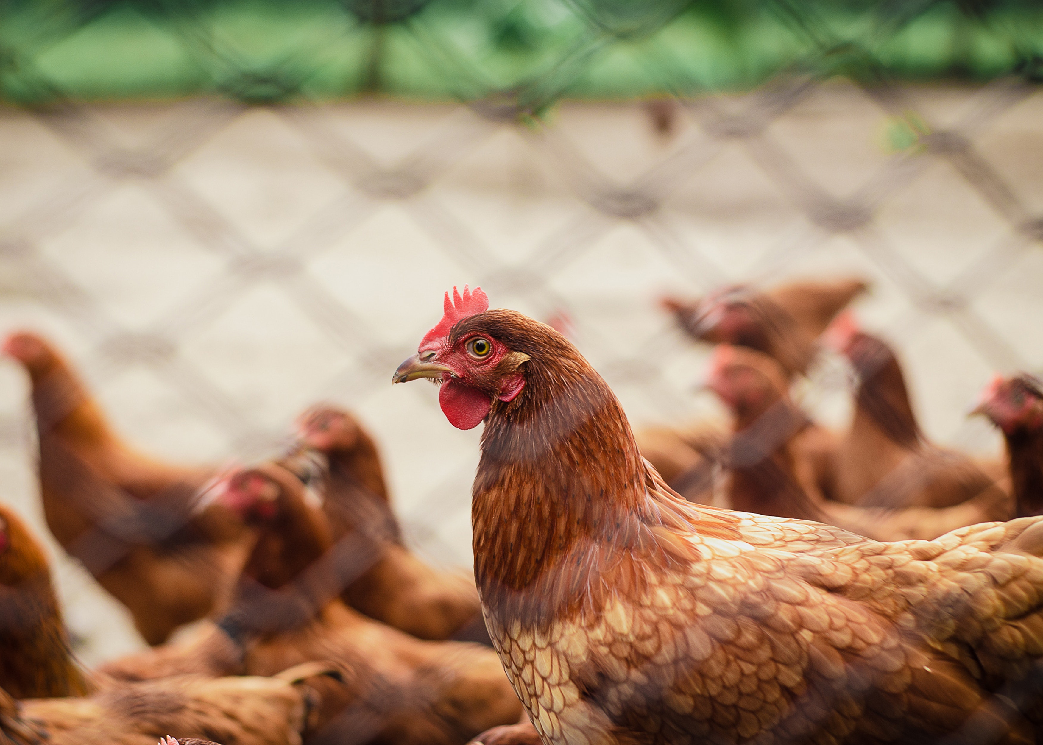 Investigan el desarrollo de una osteoporosis severa en las gallinas ponedoras