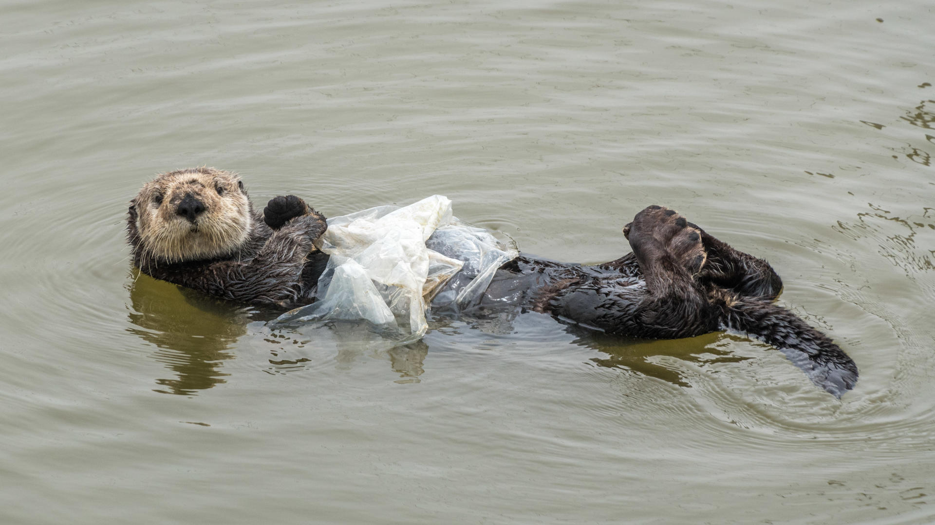 Las aves y tortugas marinas están altamente expuestas a plásticos letales