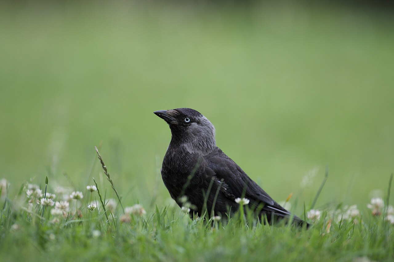 Las grajillas comparten dormideros con otras aves para resistir la transformación del paisaje