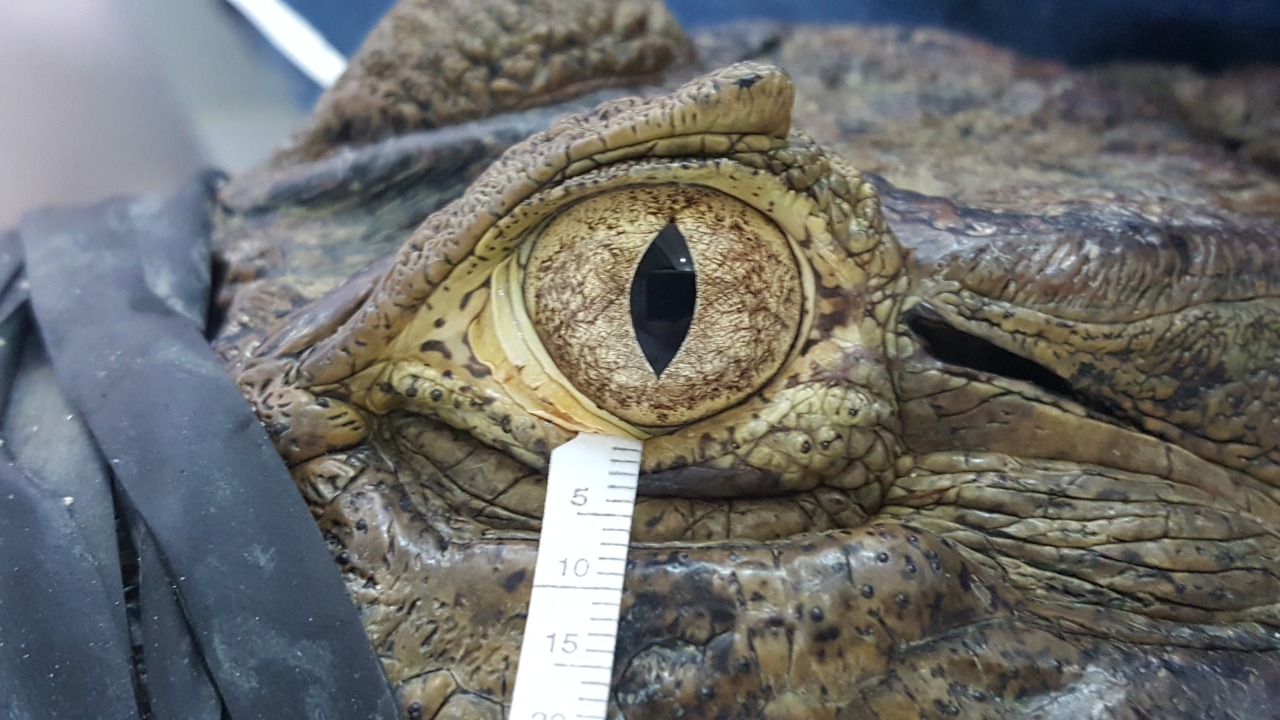 Las lágrimas de reptiles y aves se parecen a las humanas más de lo que se creía