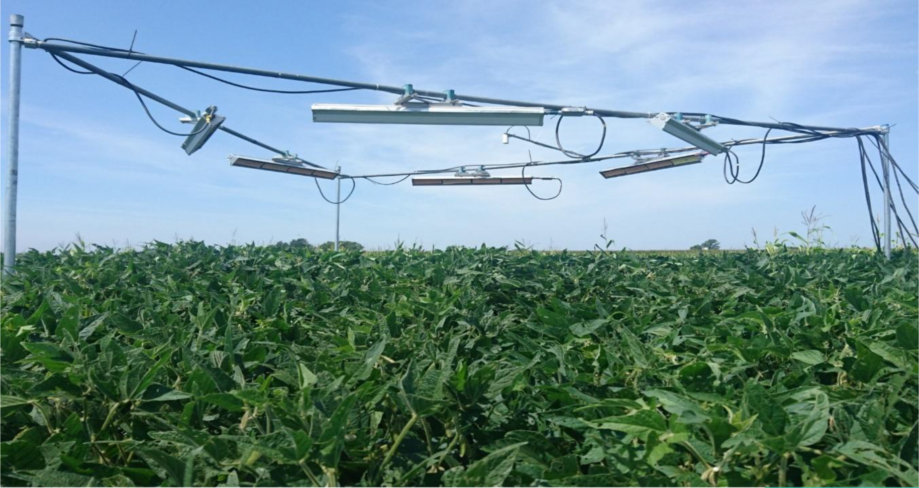 Las plantas despliegan múltiples estrategias para resistir el calor del cambio climático Las plantas despliegan múltiples estrategias para resistir el calor del cambio climático