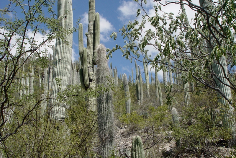 Las redes de facilitación que se establecen en las comunidades de plantas preservan la biodiversidad