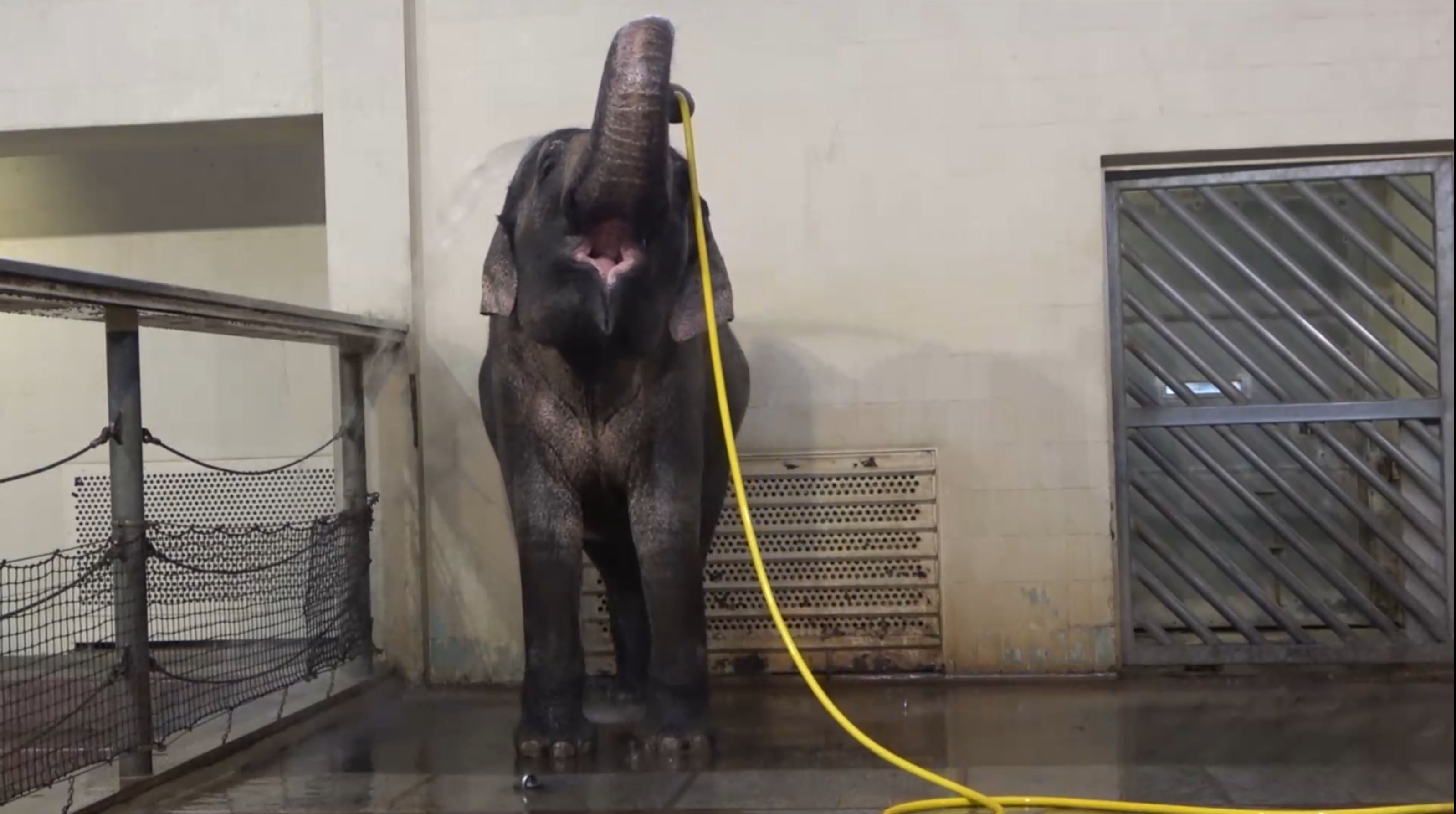 Las sorprendentes habilidades de los elefantes con las mangueras