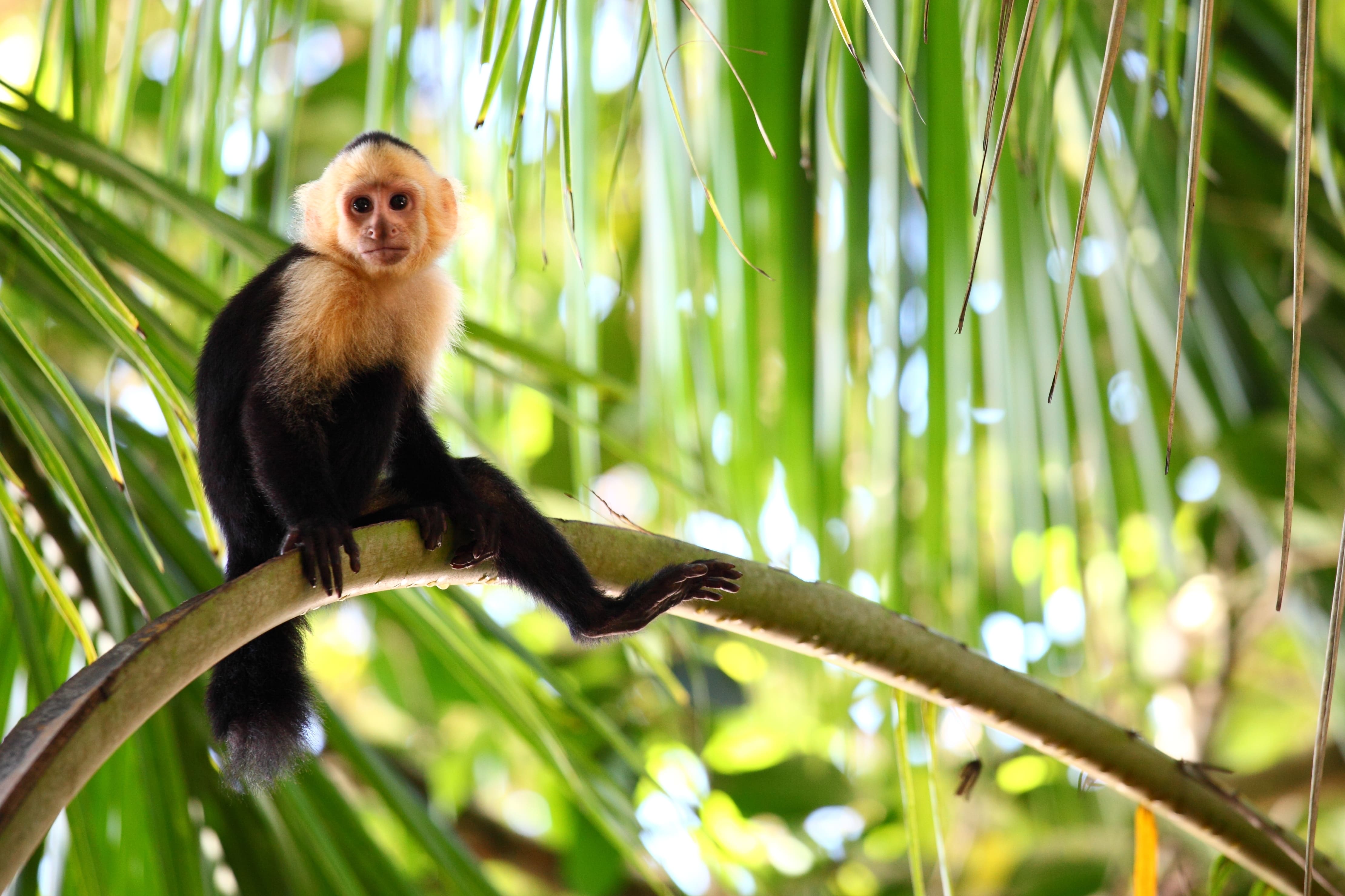 ¿Los fenómenos climáticos extremos alteran el comportamiento de las sociedades animales?