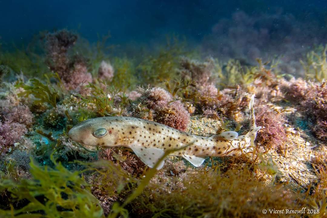 Los tiburones pintarroja recurren a los sustratos plásticos para desovar 