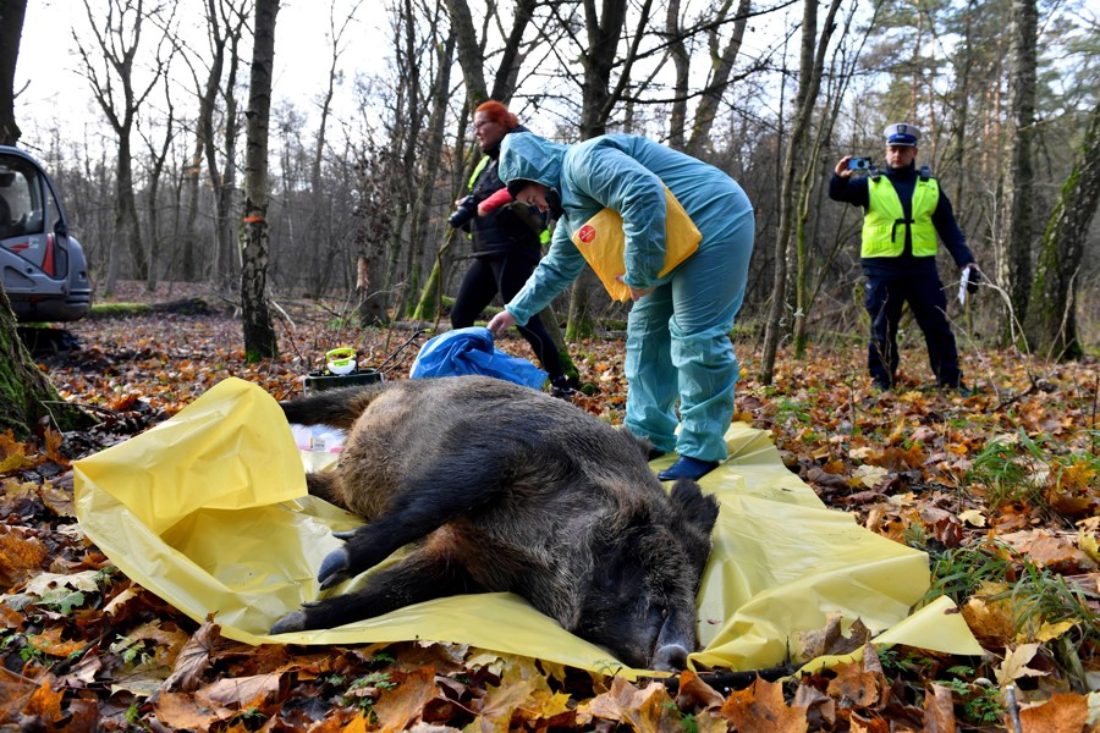 Miles de cerdos sacrificados y pérdidas millonarias por la peste porcina en la UE