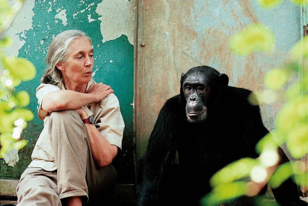 Muere Jane Goodall, pionera en el estudio de los chimpancés y referente mundial en conservación