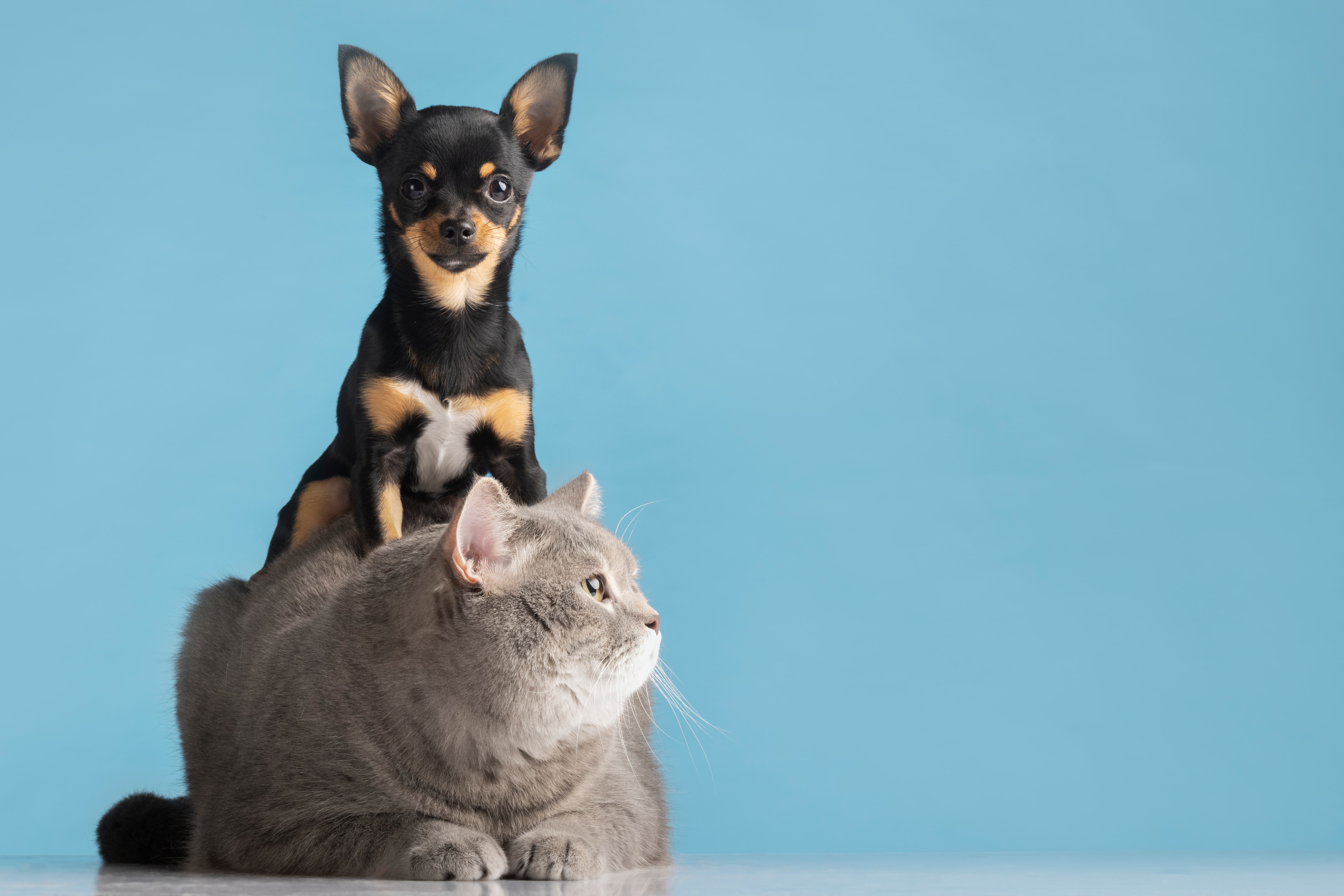 Ni los gatos ni los perros nos hacen sentir menos estresados