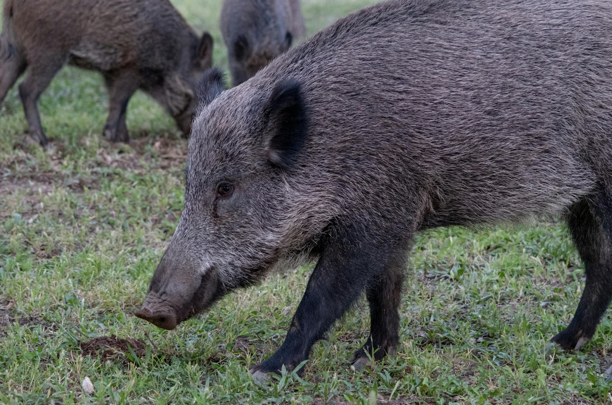 Peste porcina africana: la hipótesis del bocadillo