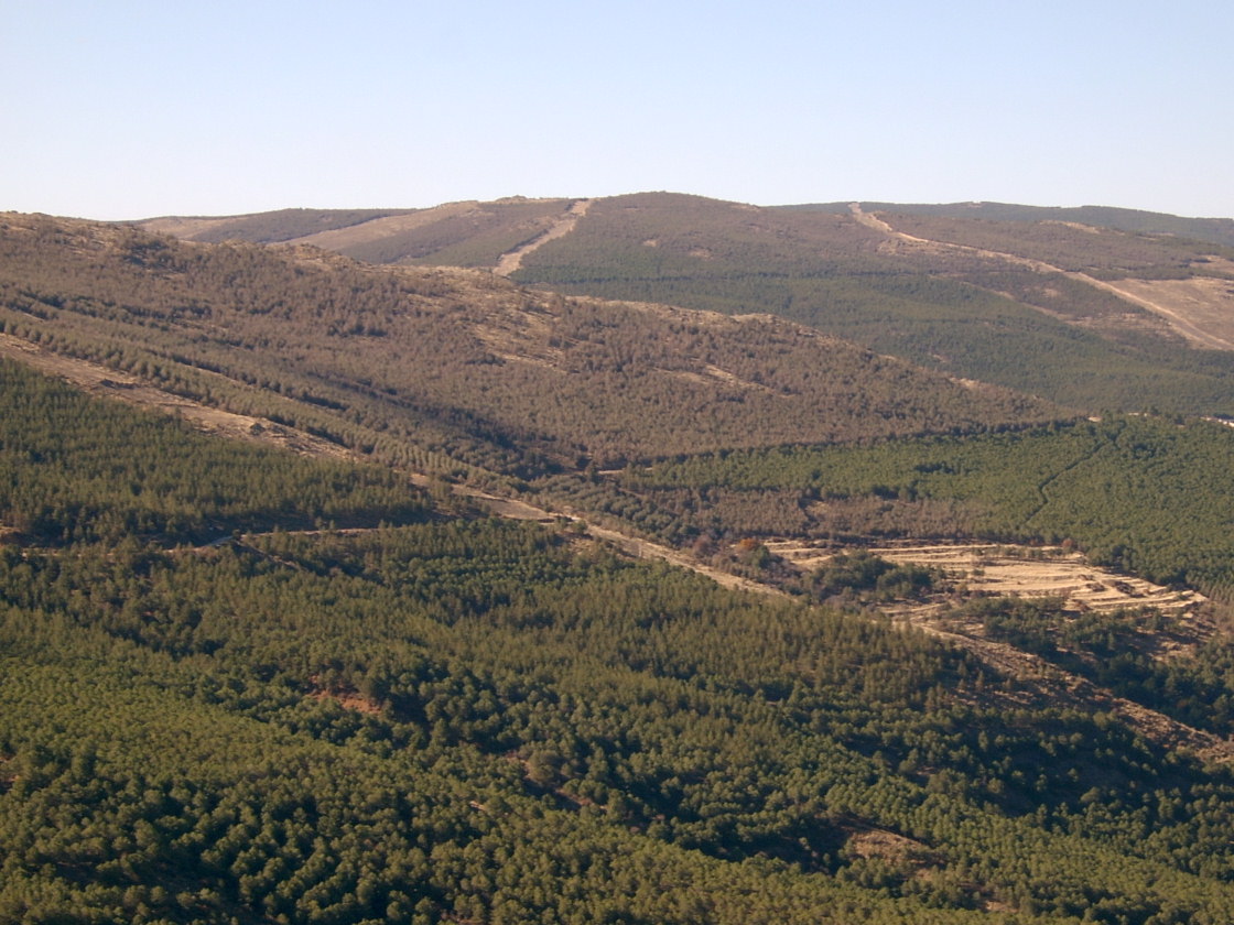 Pinares menos densos para adaptarse al cambio global