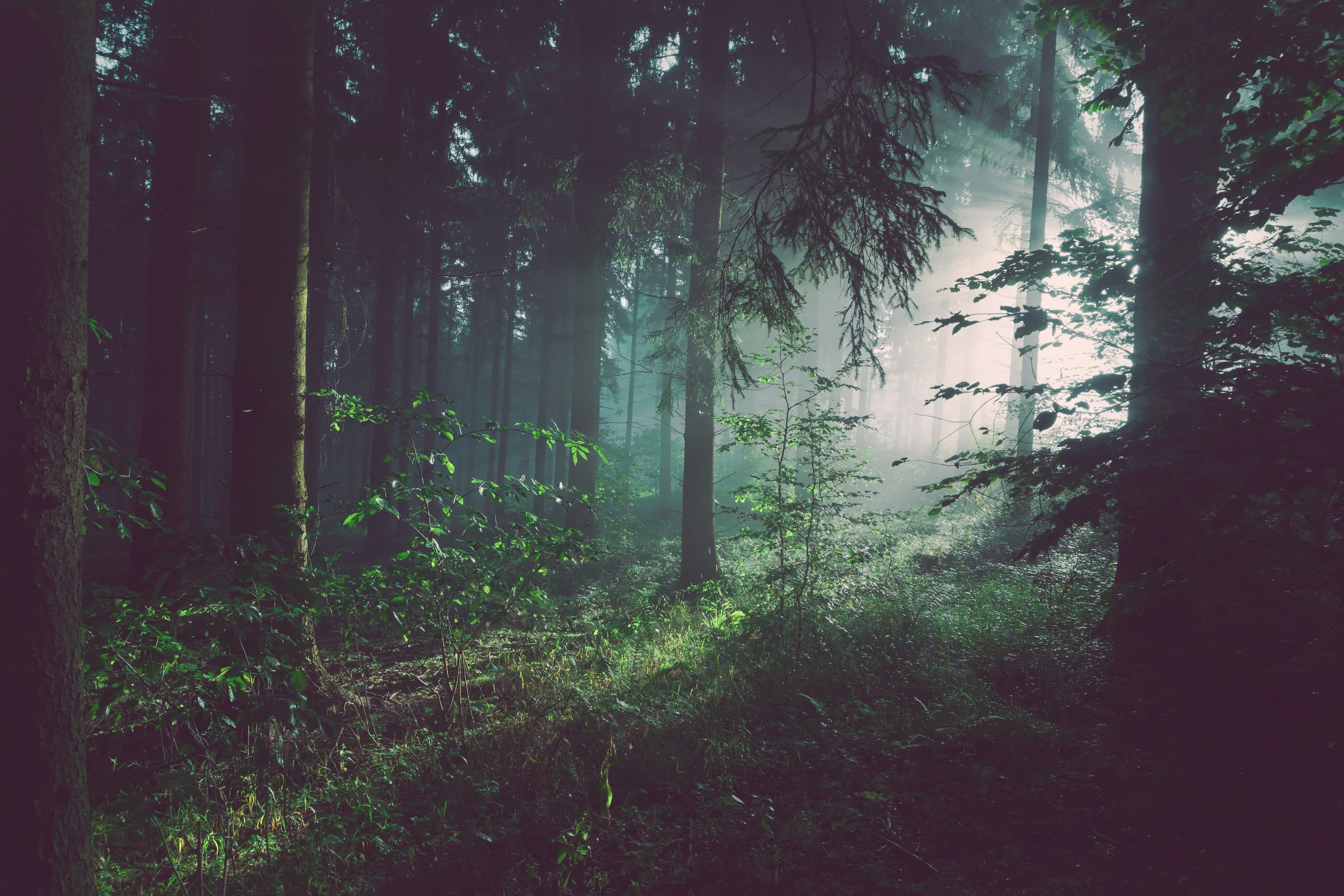Si los árboles compiten por la luz, ¿cómo sobreviven los más pequeños en los bosques?
