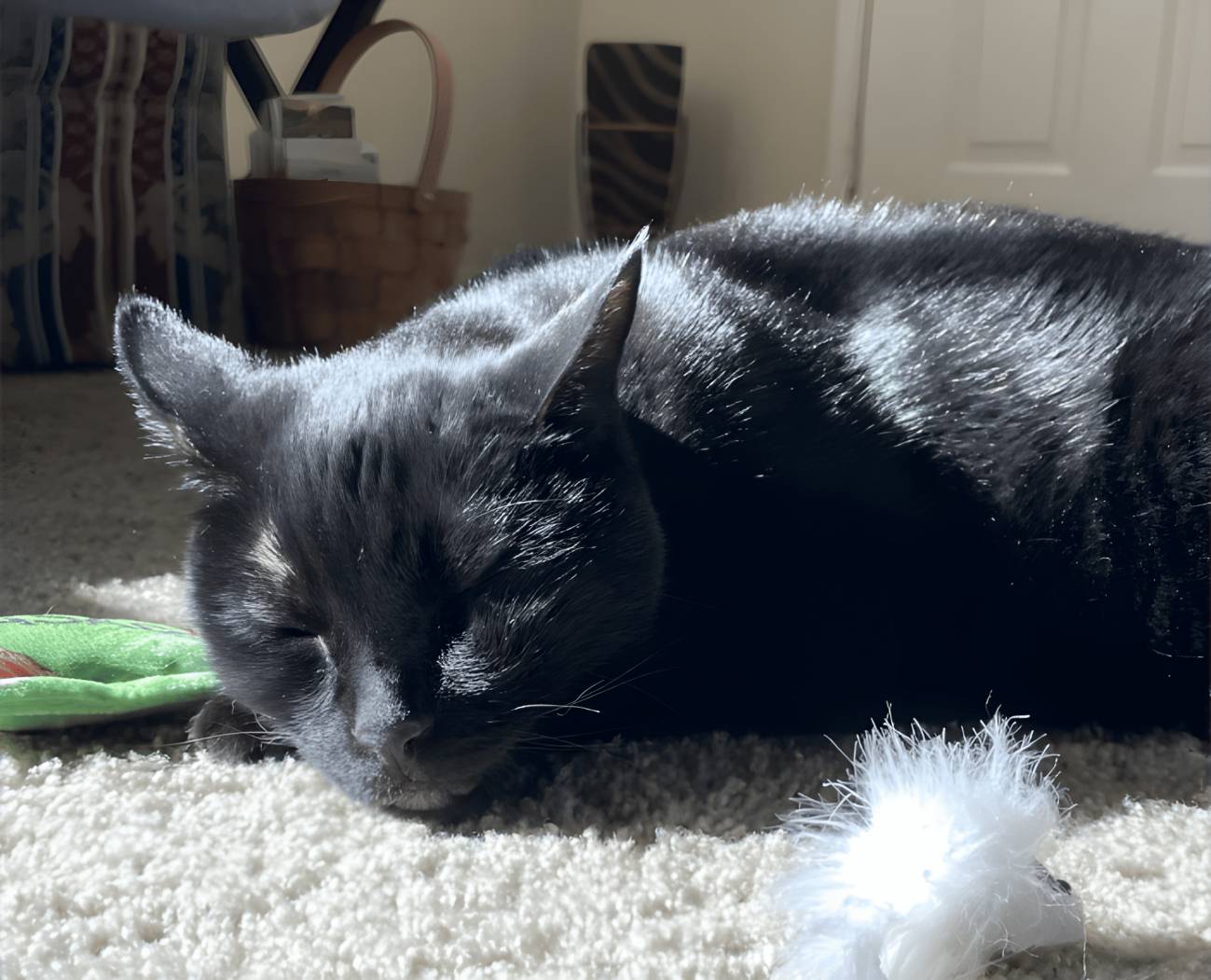 Un fármaco experimental controla tumores en gatos y podría ayudar a terapias humanas