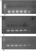 Un nuevo método para el diagnóstico de infecciones por pestivirus en el cerdo