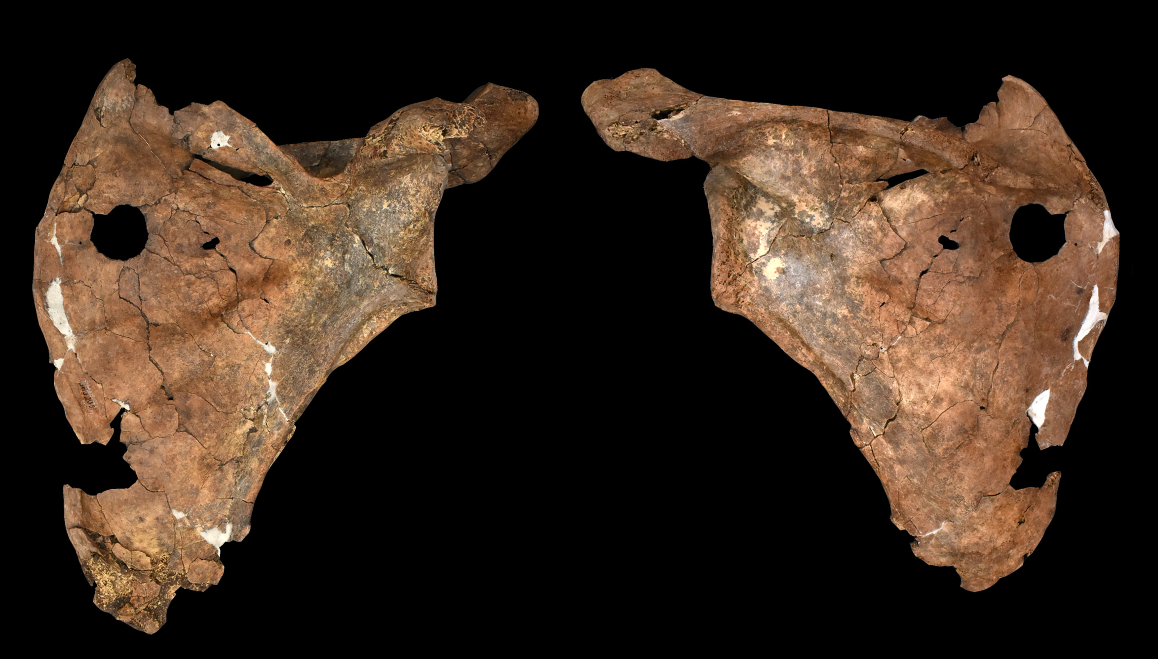 Una lesión en un hueso neandertal podría ser la evidencia más antigua de un ataque con lanza de madera