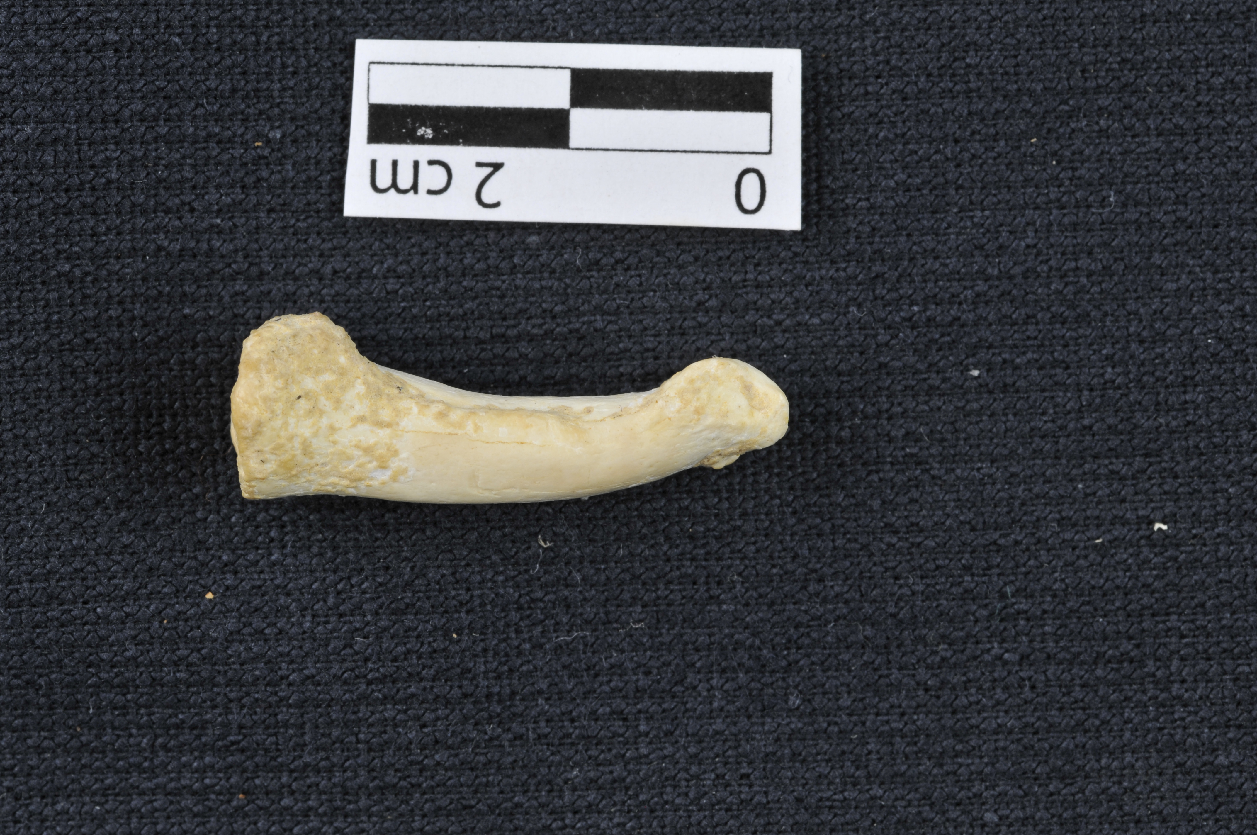 Una nueva especie humana coetánea al ‘Homo sapiens’ vivía en Filipinas 