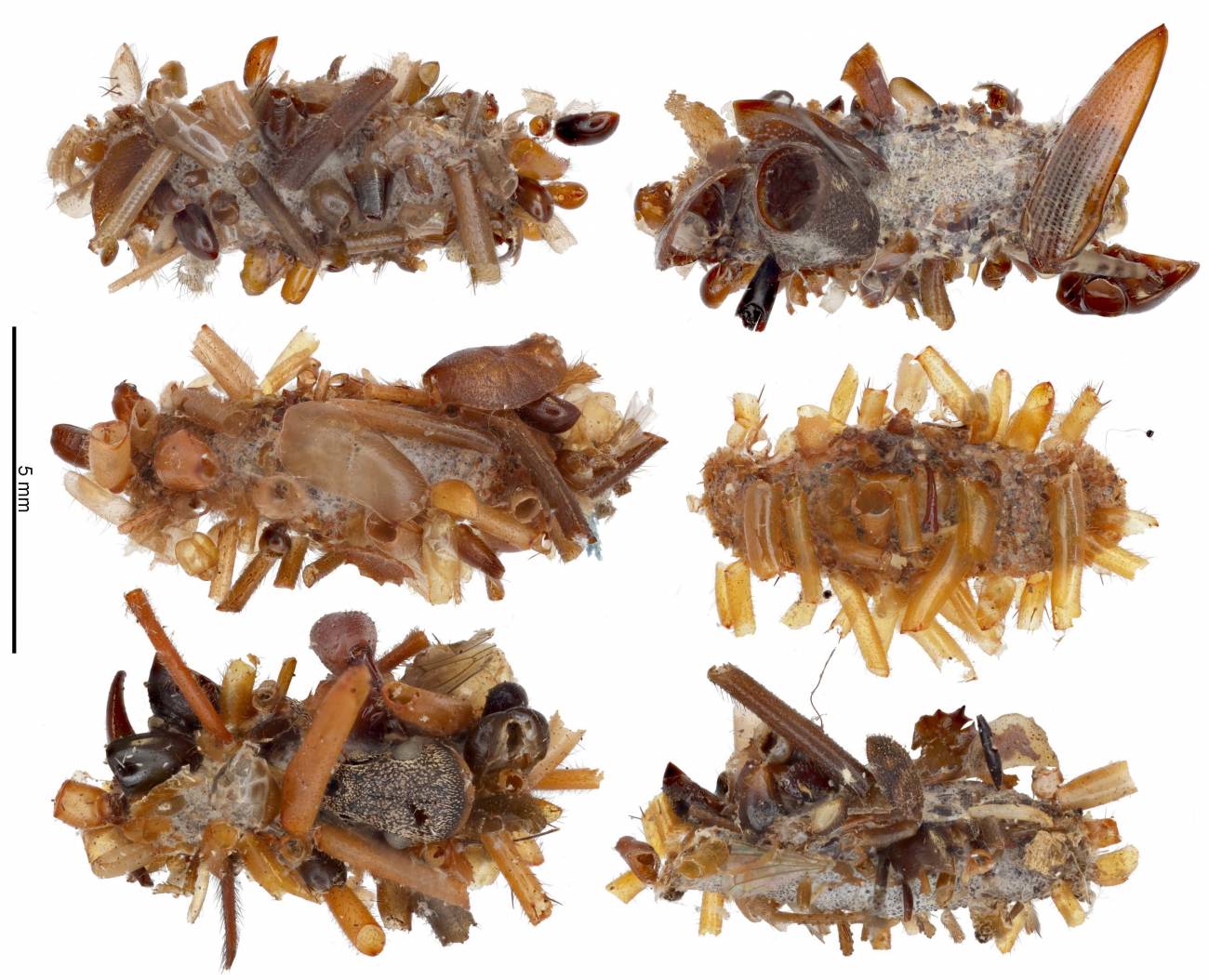 Una oruga carnívora se ‘viste’ con los restos de sus presas