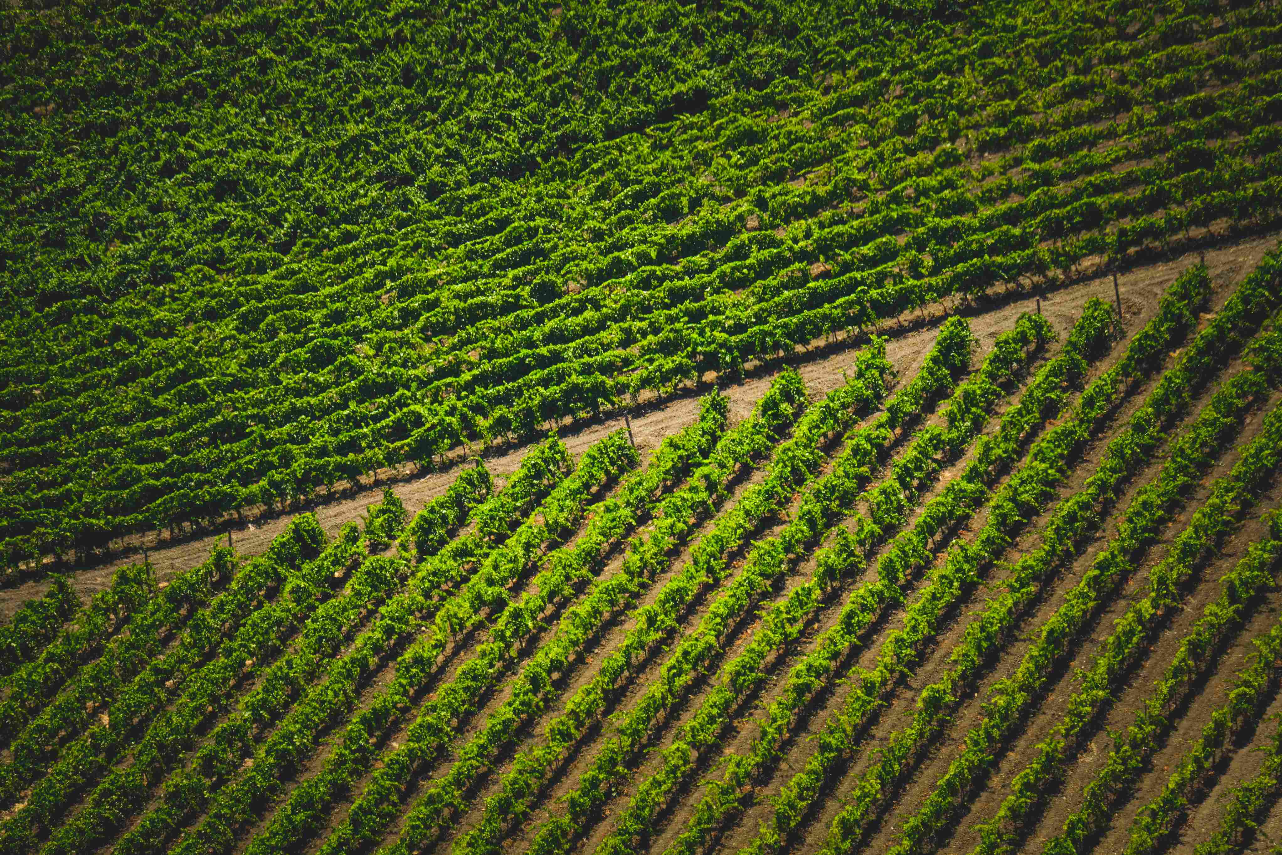 Una plataforma anticipa cómo cambiará la capacidad del planeta para producir alimentos hasta finales de siglo