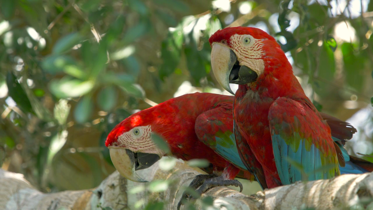Una red comercial milenaria transportaba loros vivos de la Amazonia a la costa andina