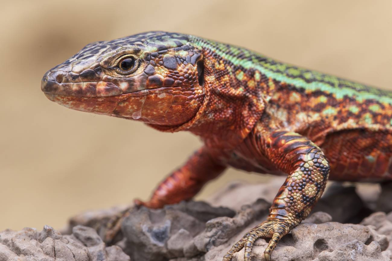 Una serpiente invasora en Ibiza amenaza con extinguir la lagartija de las Pitiusas