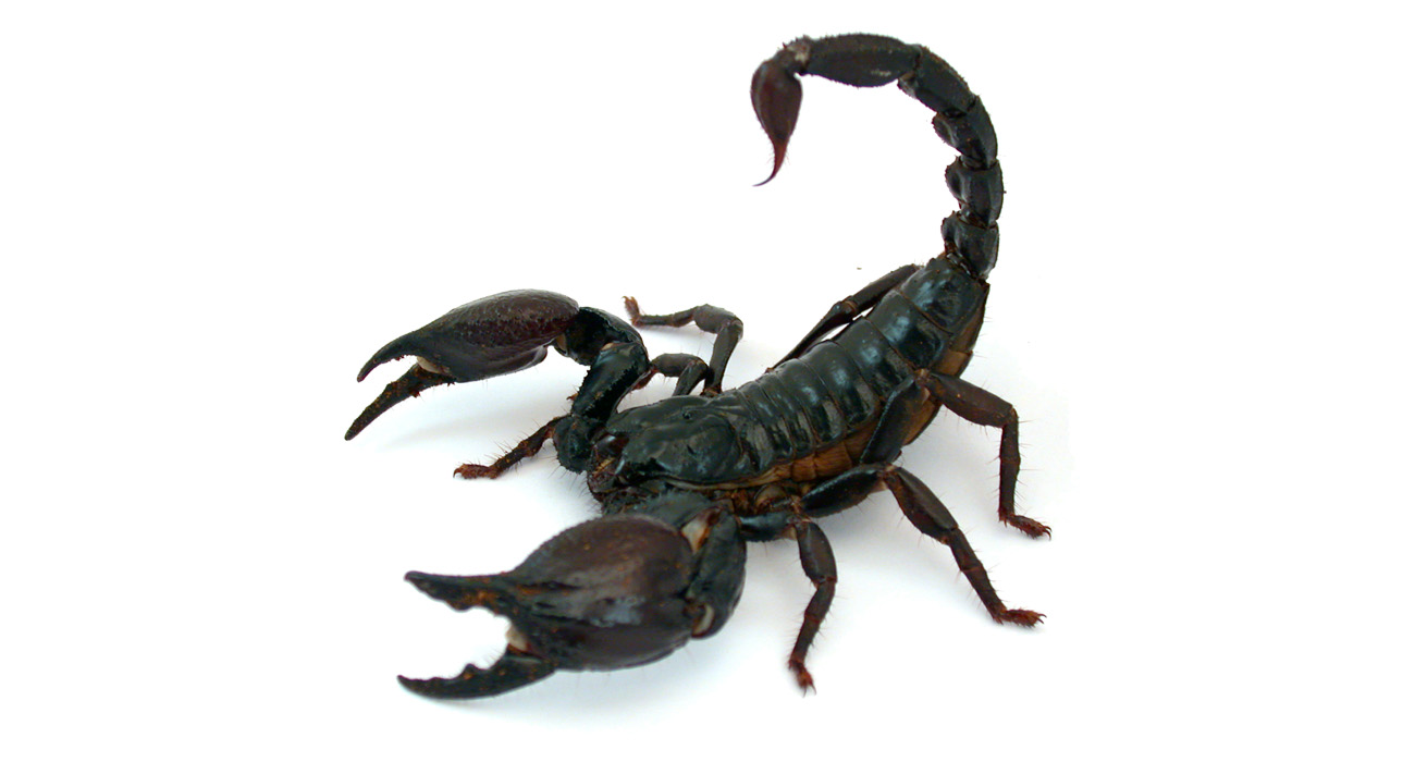 Una técnica revoluciona el estudio de la composición del veneno de los escorpiones 