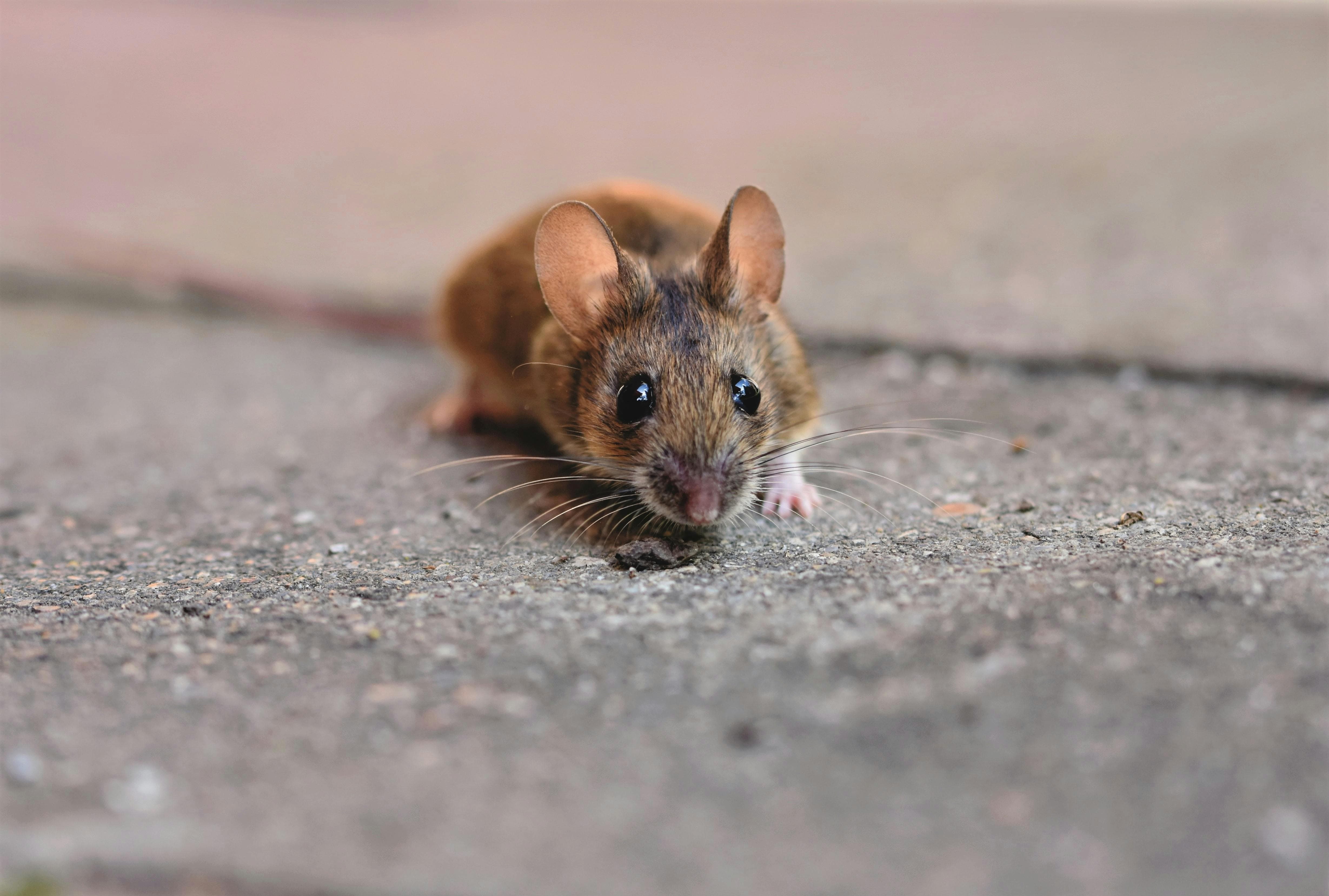 Zoonosis o cómo se transmiten los hantavirus de animales a humanos