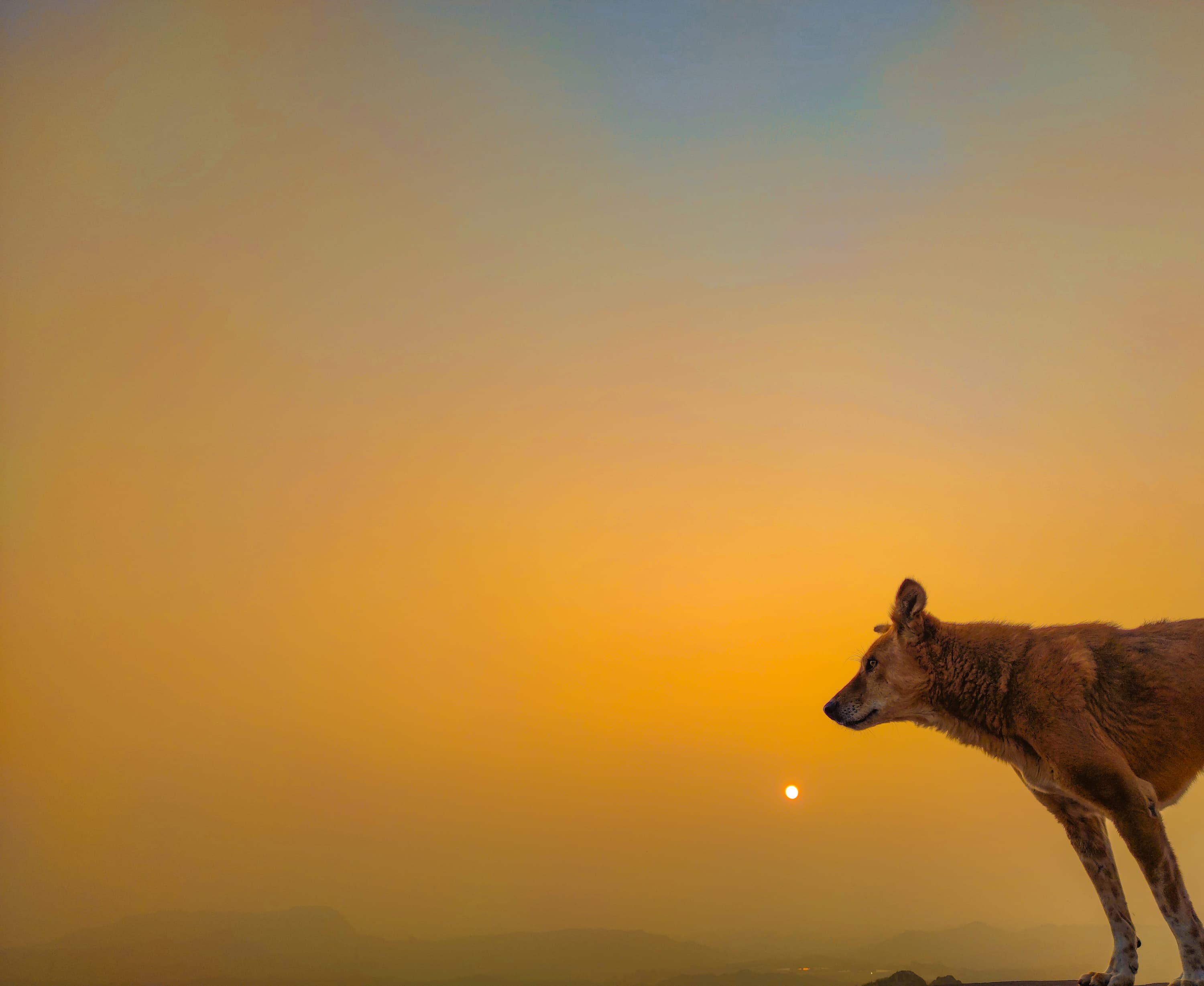 ¿Qué les ocurre a los animales durante un eclipse solar?