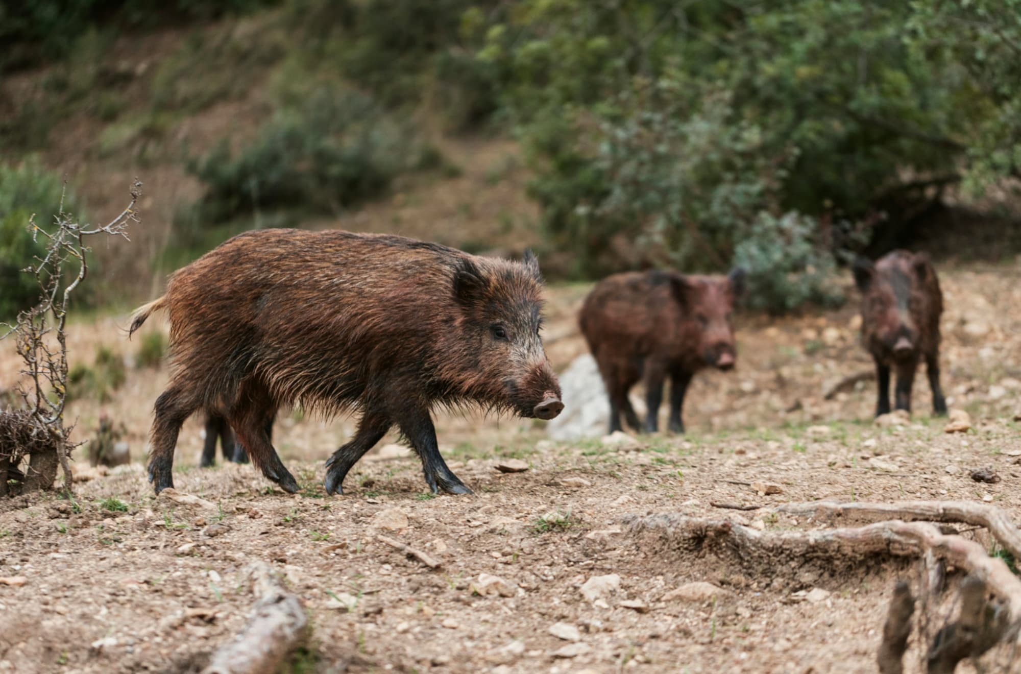 Qué sabemos de la peste porcina: no contagia a los humanos y es seguro consumir productos cárnicos