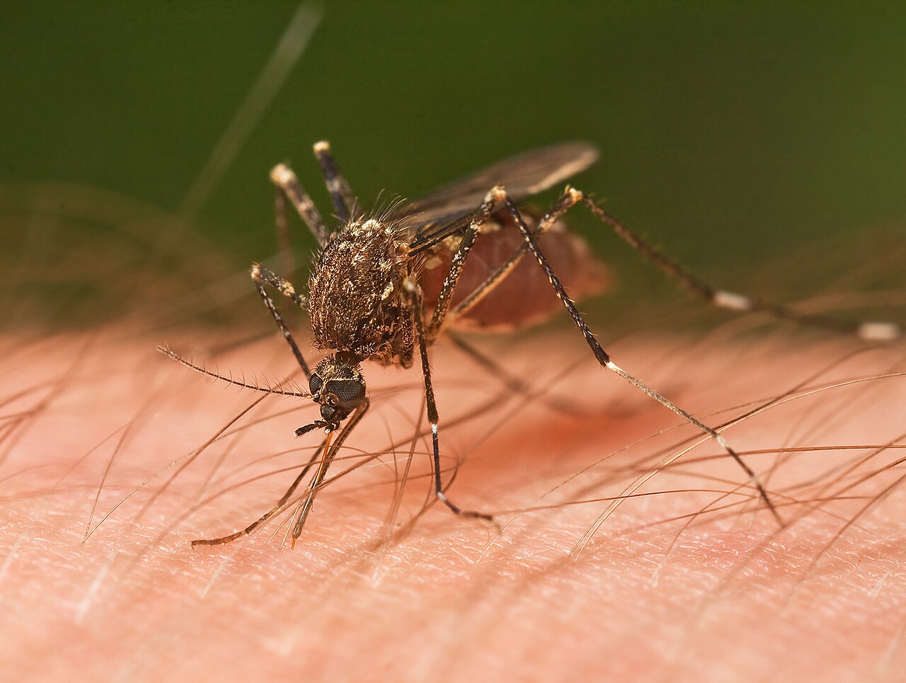 Cómo los mosquitos nos encuentran y nos pican (y por qué no nos ocurre a todas las personas por igual)