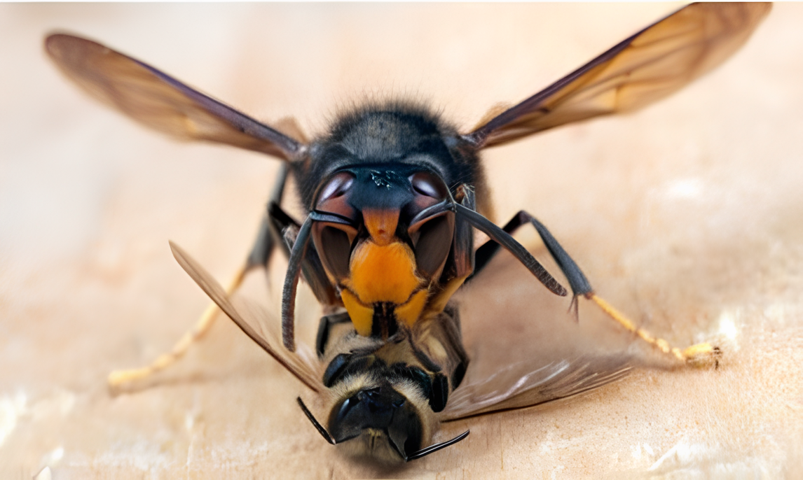 La avispa asiática devora colmenas, rompe el equilibrio natural y amenaza la salud