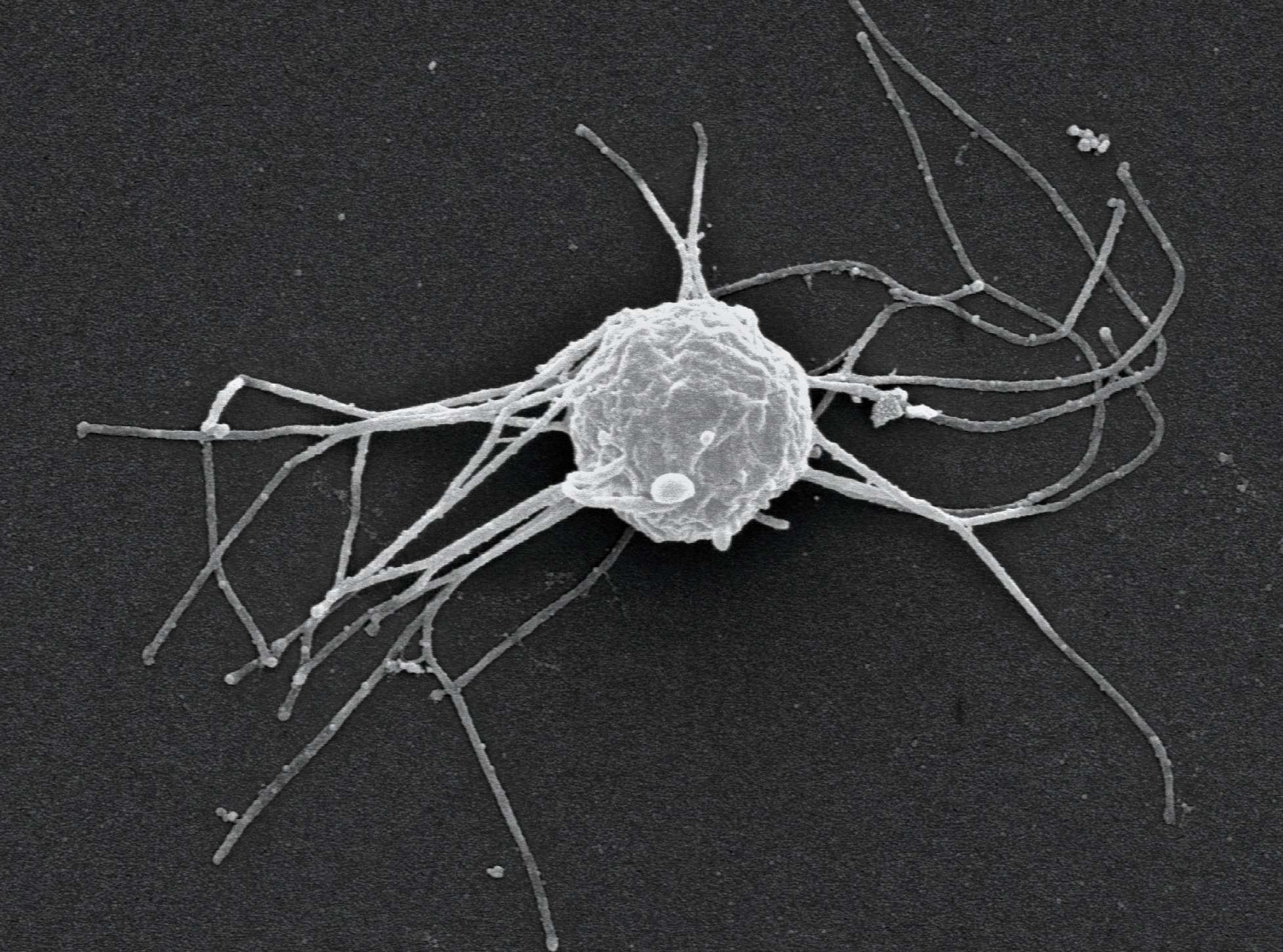 La maravillosa red microscópica que sostiene la vida en los océanos 
